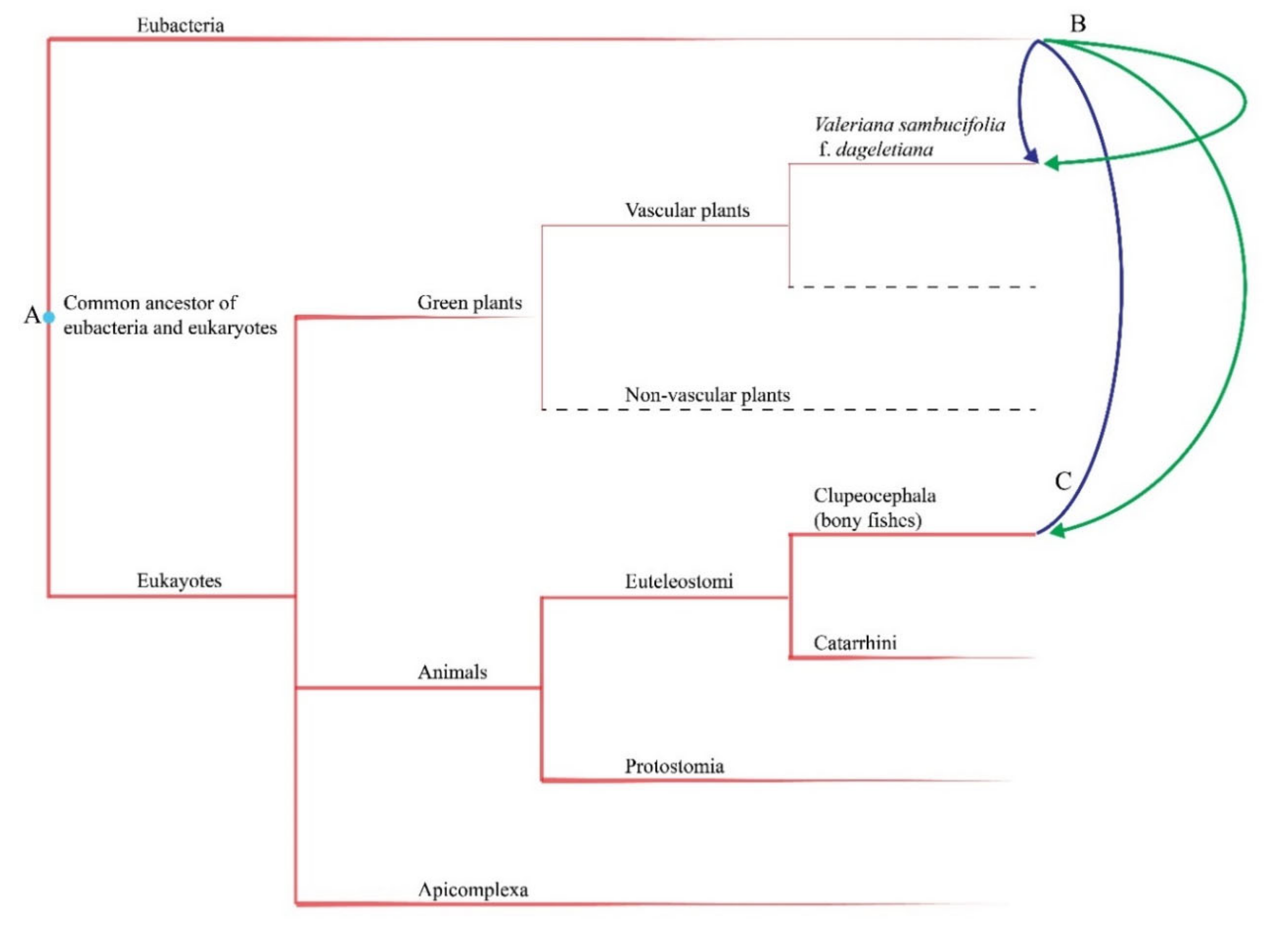 Ijms 22 03770 g007 Ijms 22 03770 g007