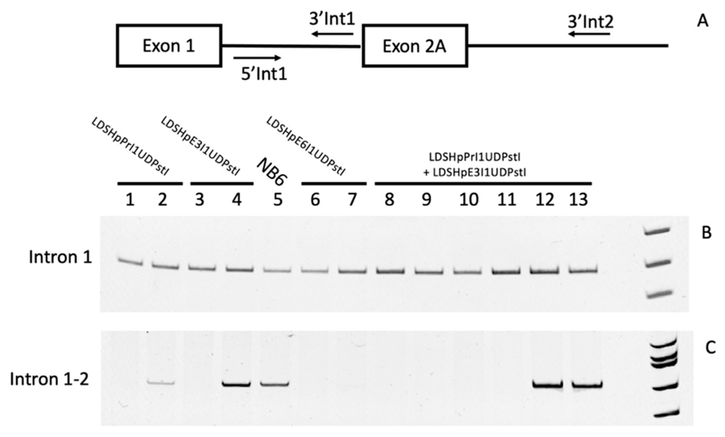 Ijms 22 03784 g005 Ijms 22 03784 g005