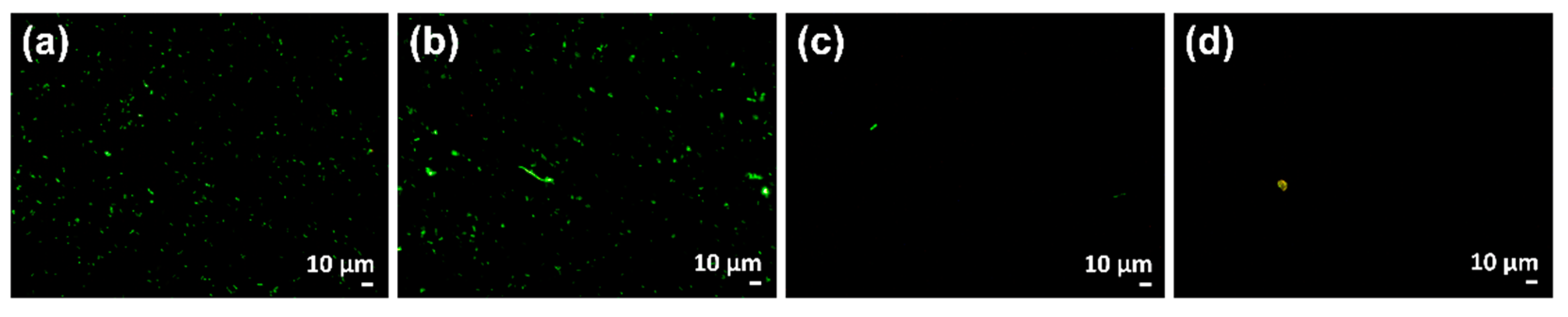 Ijms 22 03795 g008 Ijms 22 03795 g008