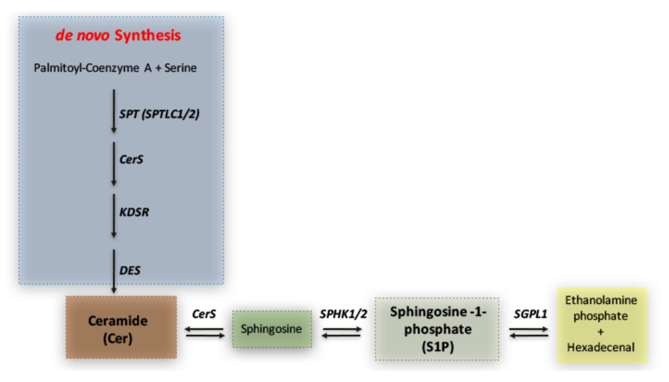 IJMS | Free Full-Text | Differential Expression of Sphingolipid  Metabolizing Enzymes in Spontaneously Hypertensive Rats: A Possible  Substrate for Susceptibility to Brain and Kidney Damage