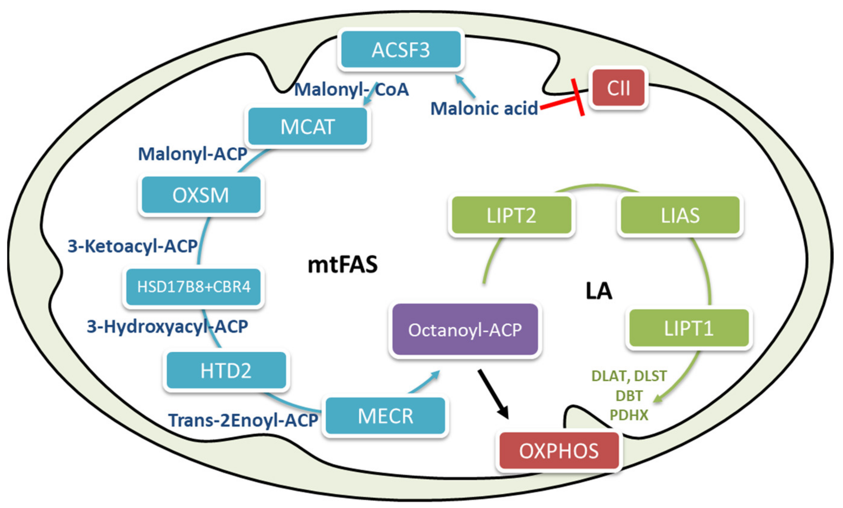 Ijms 22 03799 g002 Ijms 22 03799 g002