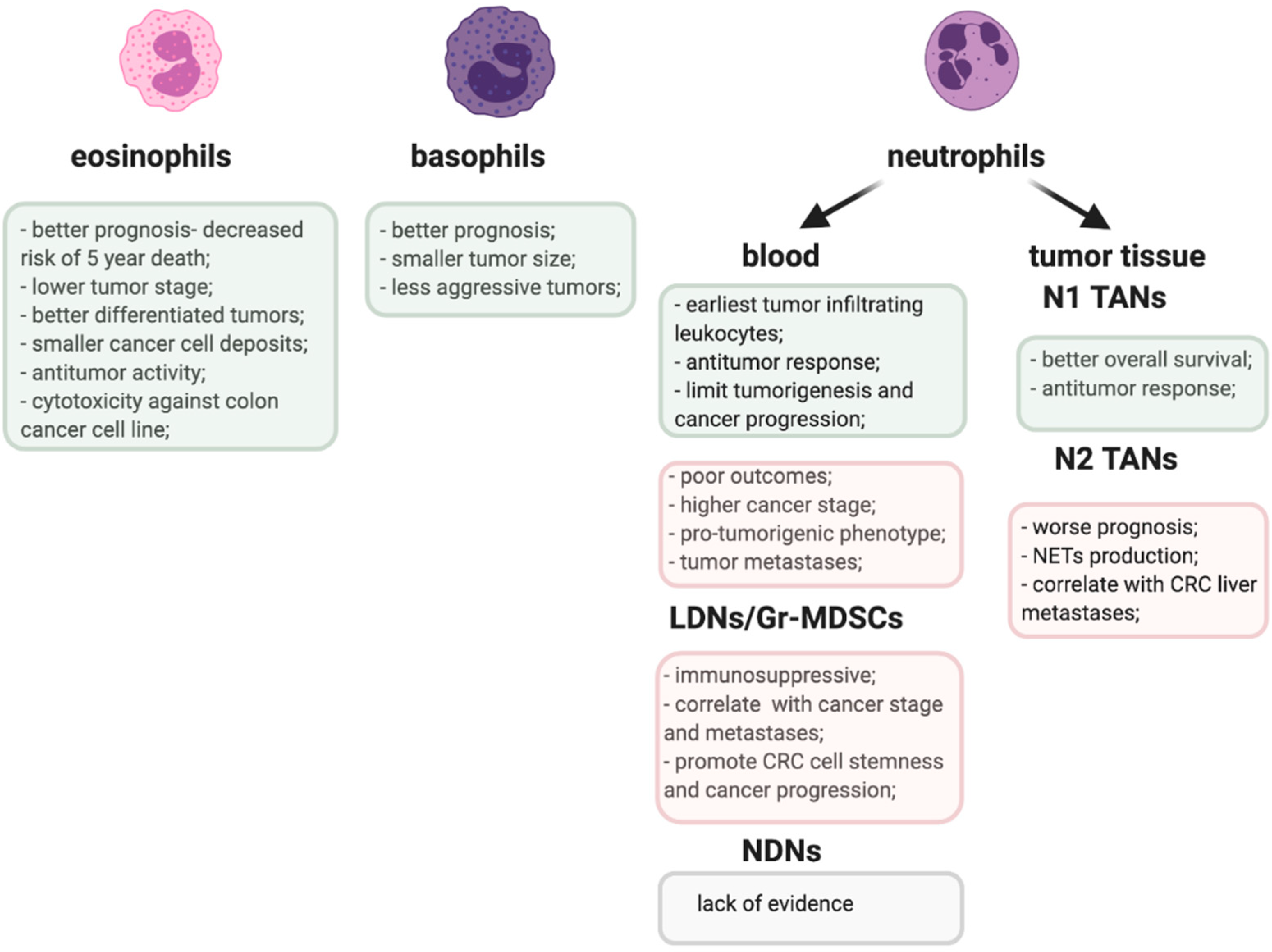 Типы секреции гранулоцитов. Granulocytes role. Blood elements of granulocytes. Eosinophil Cells.