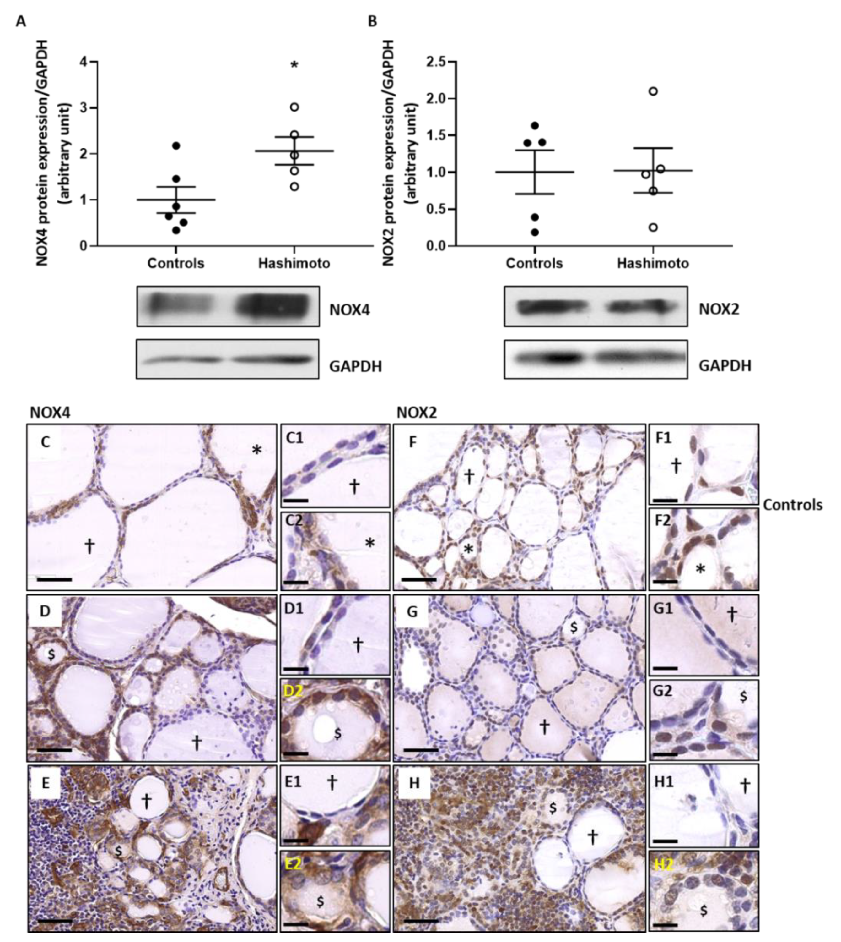 Ijms 22 03806 g002 Ijms 22 03806 g002