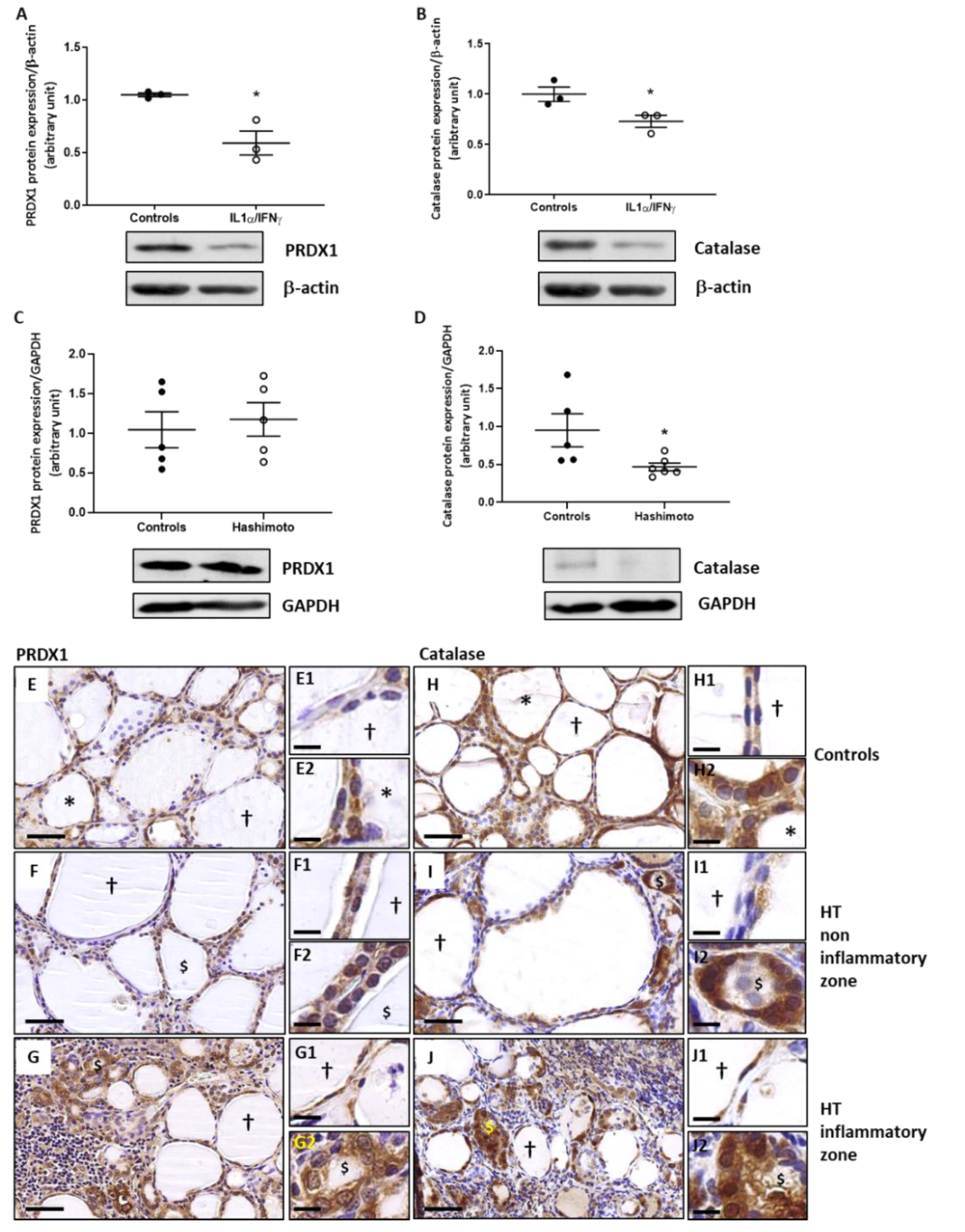 Ijms 22 03806 g003 Ijms 22 03806 g003