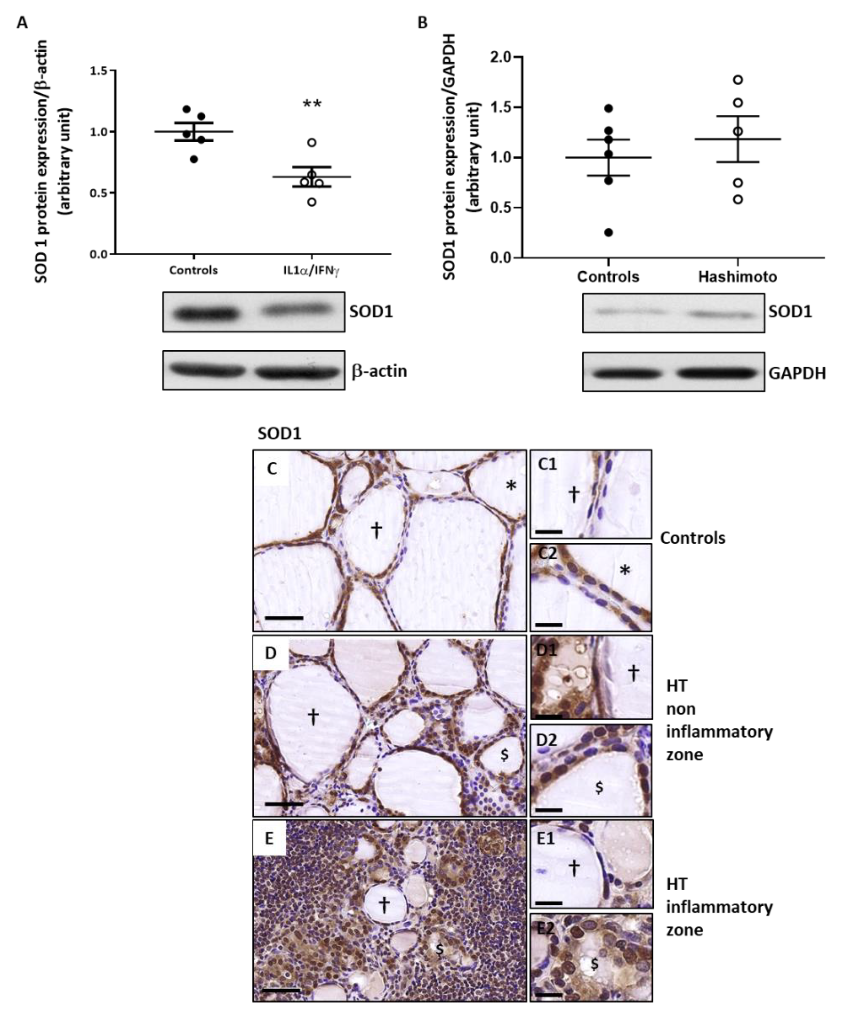 Ijms 22 03806 g004 Ijms 22 03806 g004