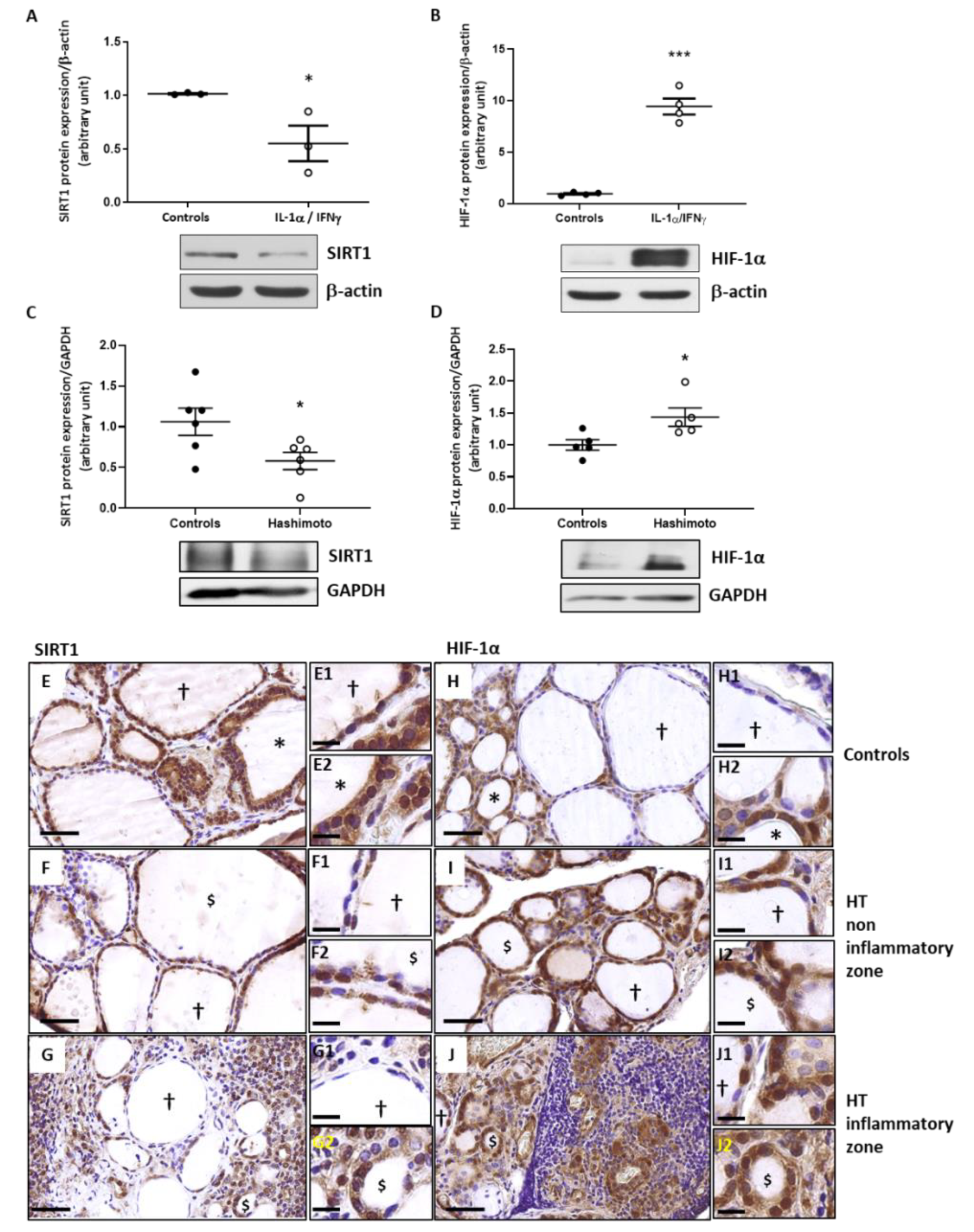 Ijms 22 03806 g005 Ijms 22 03806 g005