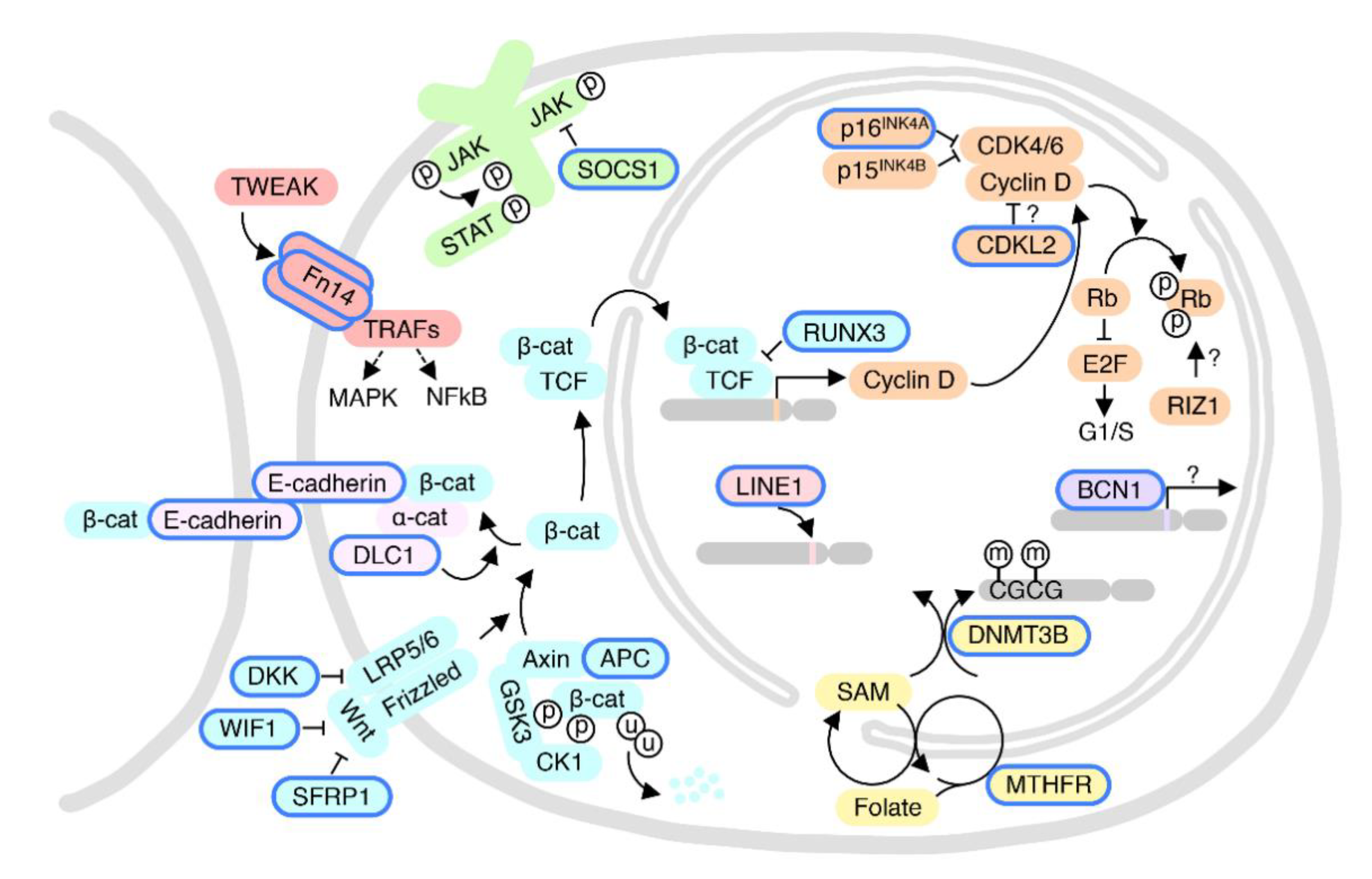 IJMS | Free Full-Text | Sex and Race-Related DNA Methylation Changes in  Hepatocellular Carcinoma