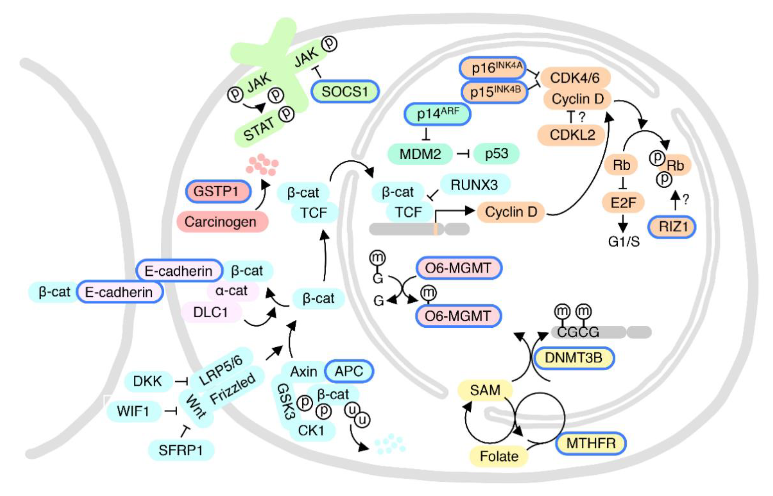 Ijms 22 03820 g005 Ijms 22 03820 g005
