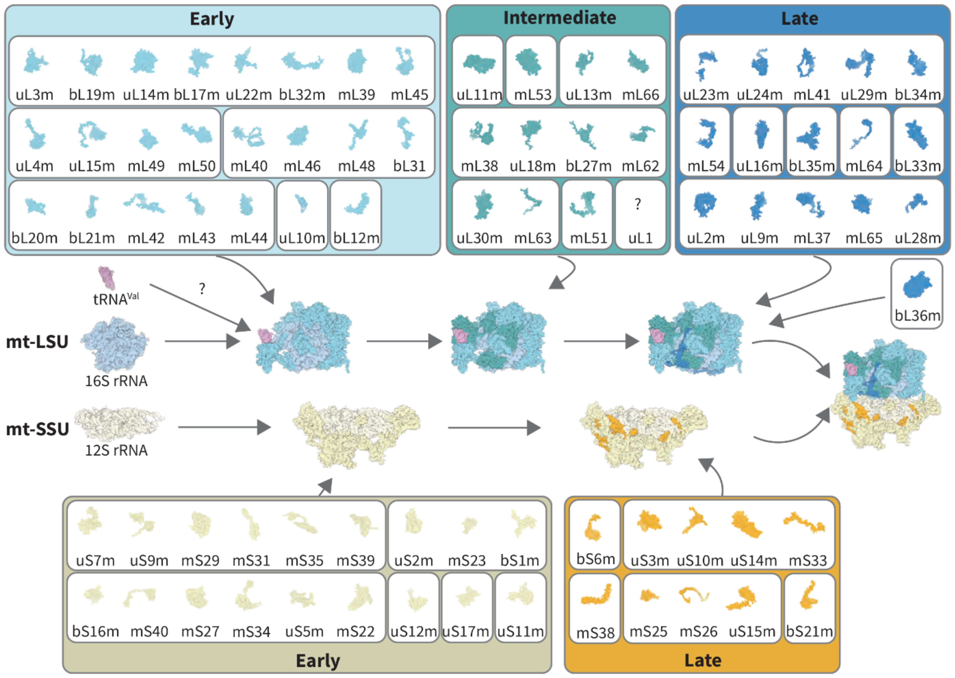 Ijms 22 03827 g002 Ijms 22 03827 g002