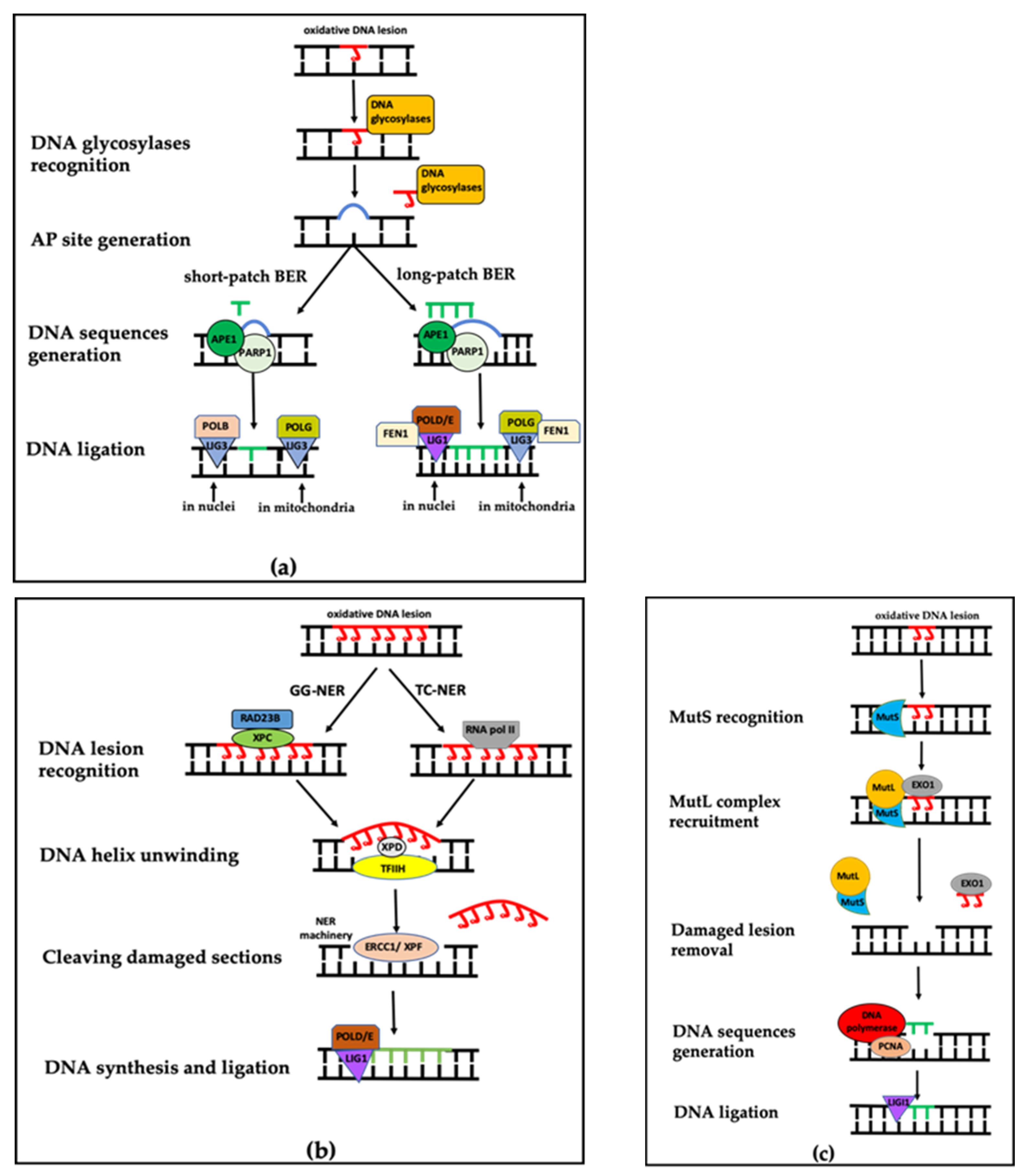 Ijms Free Full Text Role Of Oxidative Dna Damage And Repair In Atrial Fibrillation And Ischemic Heart Disease Html