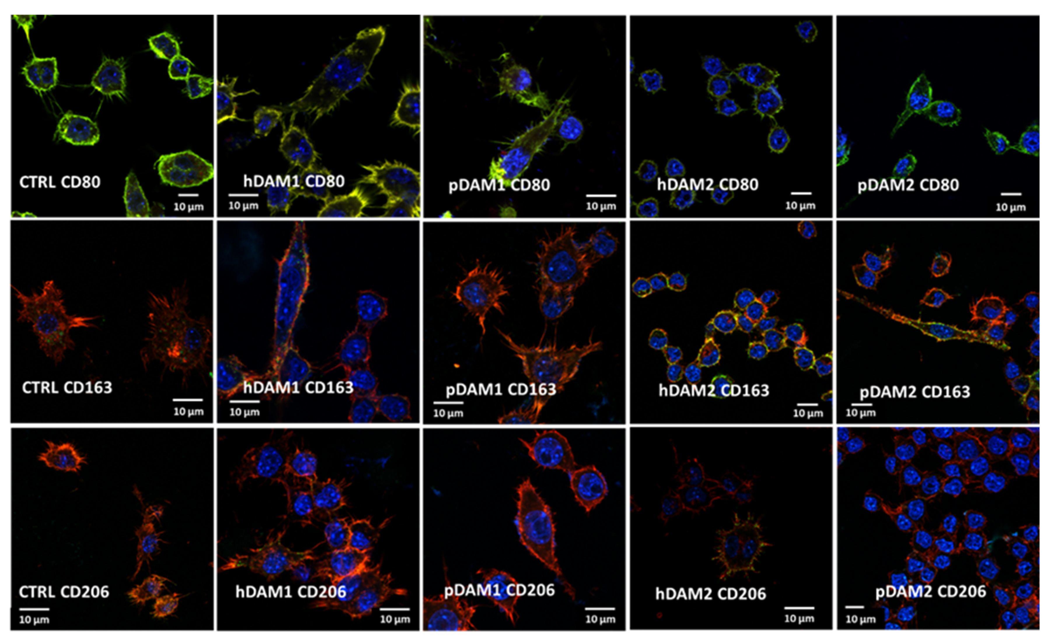 Ijms 22 03847 g003 Ijms 22 03847 g003