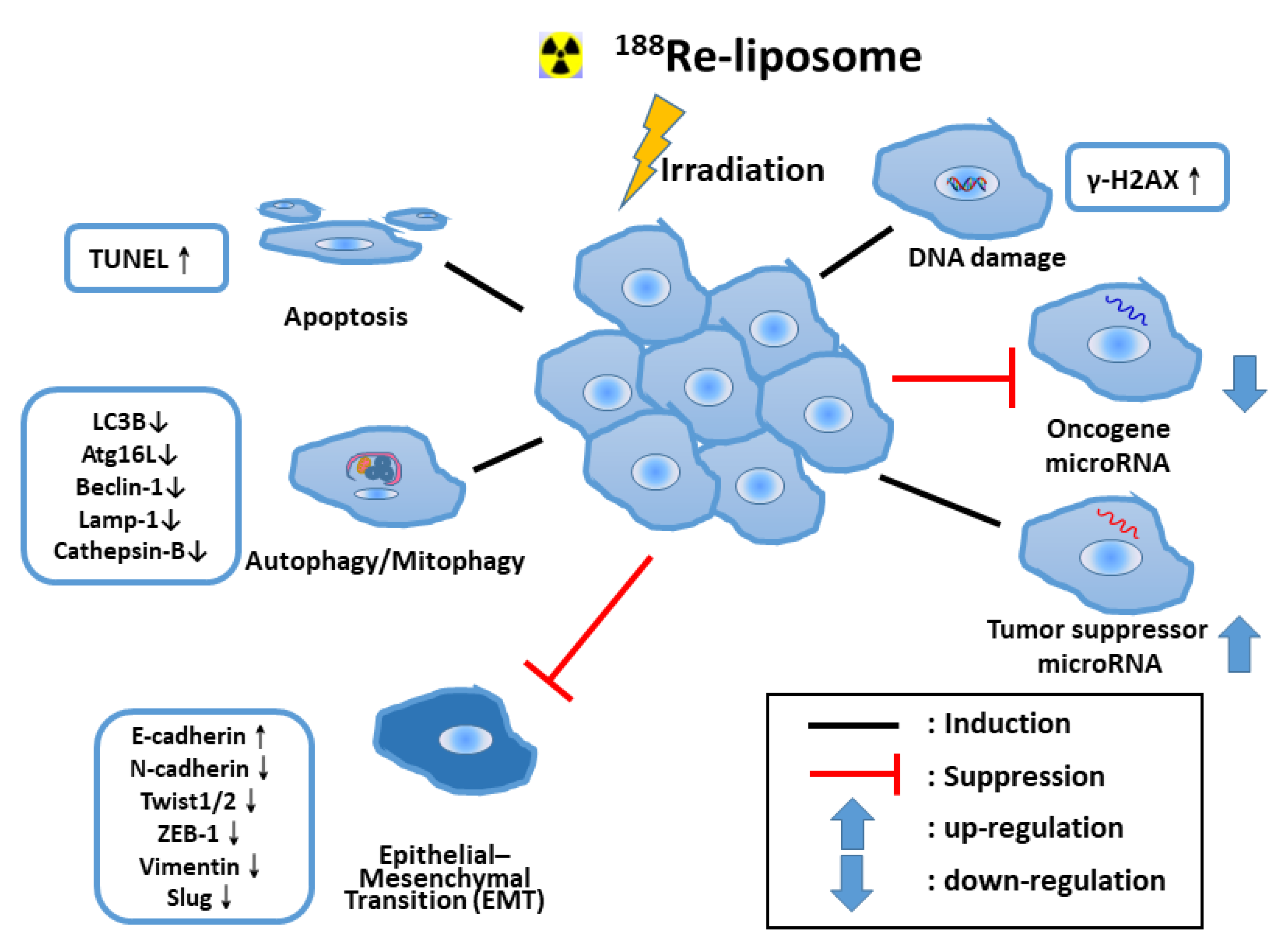 Ijms 22 03868 g001 Ijms 22 03868 g001