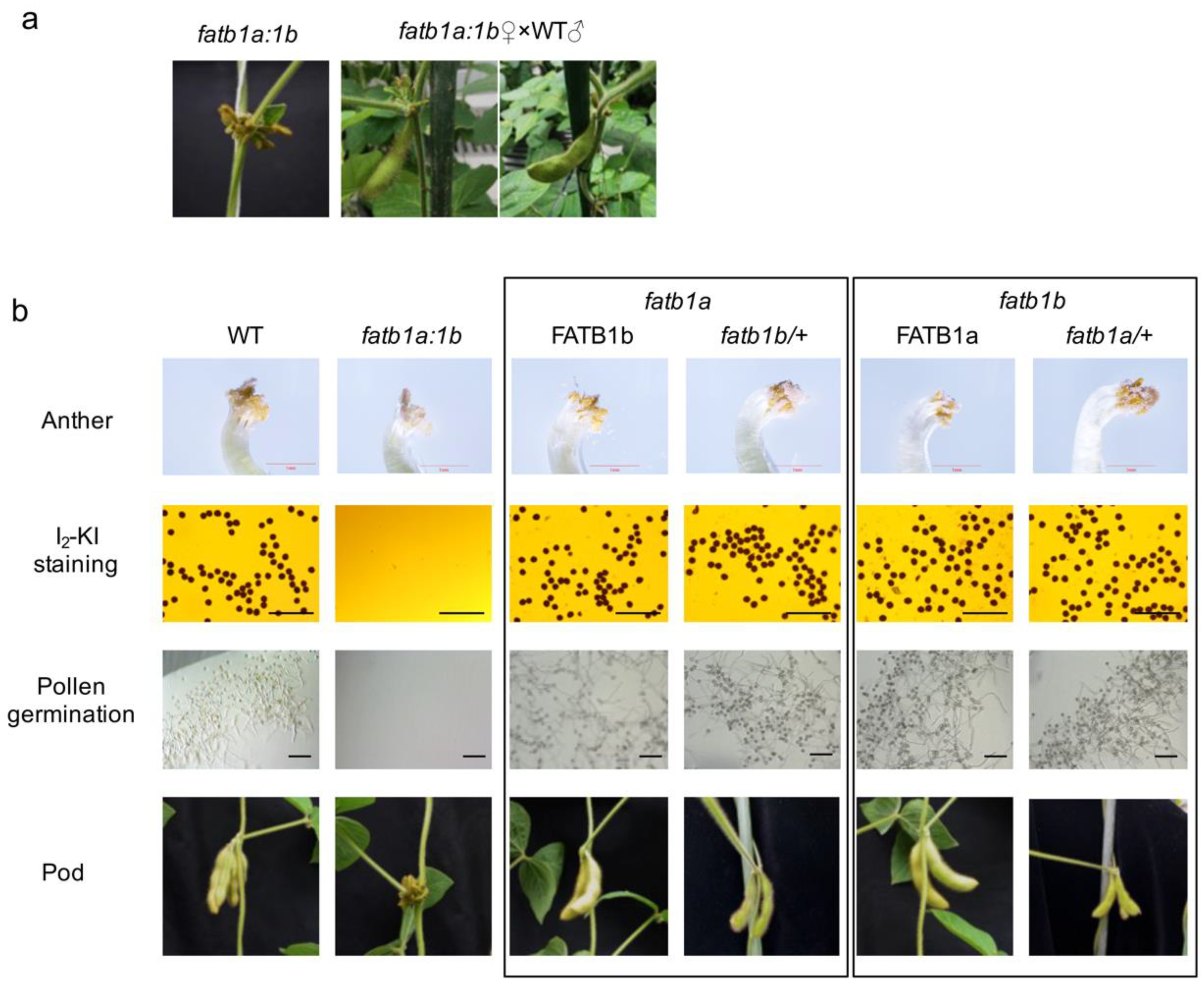 Ijms 22 03877 g003 Ijms 22 03877 g003