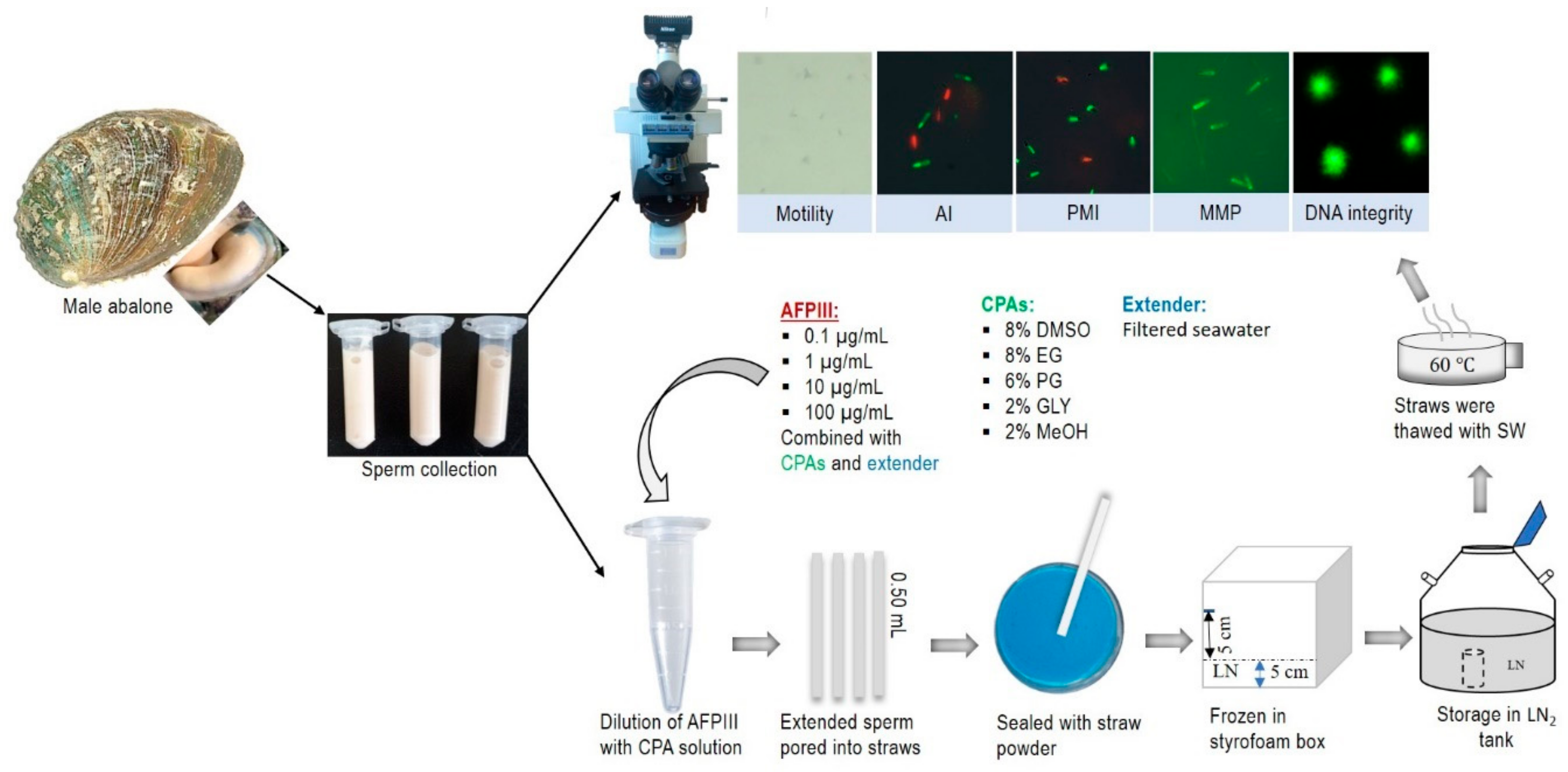 IJMS | Free Full-Text | Effects of Antifreeze Protein III on Sperm