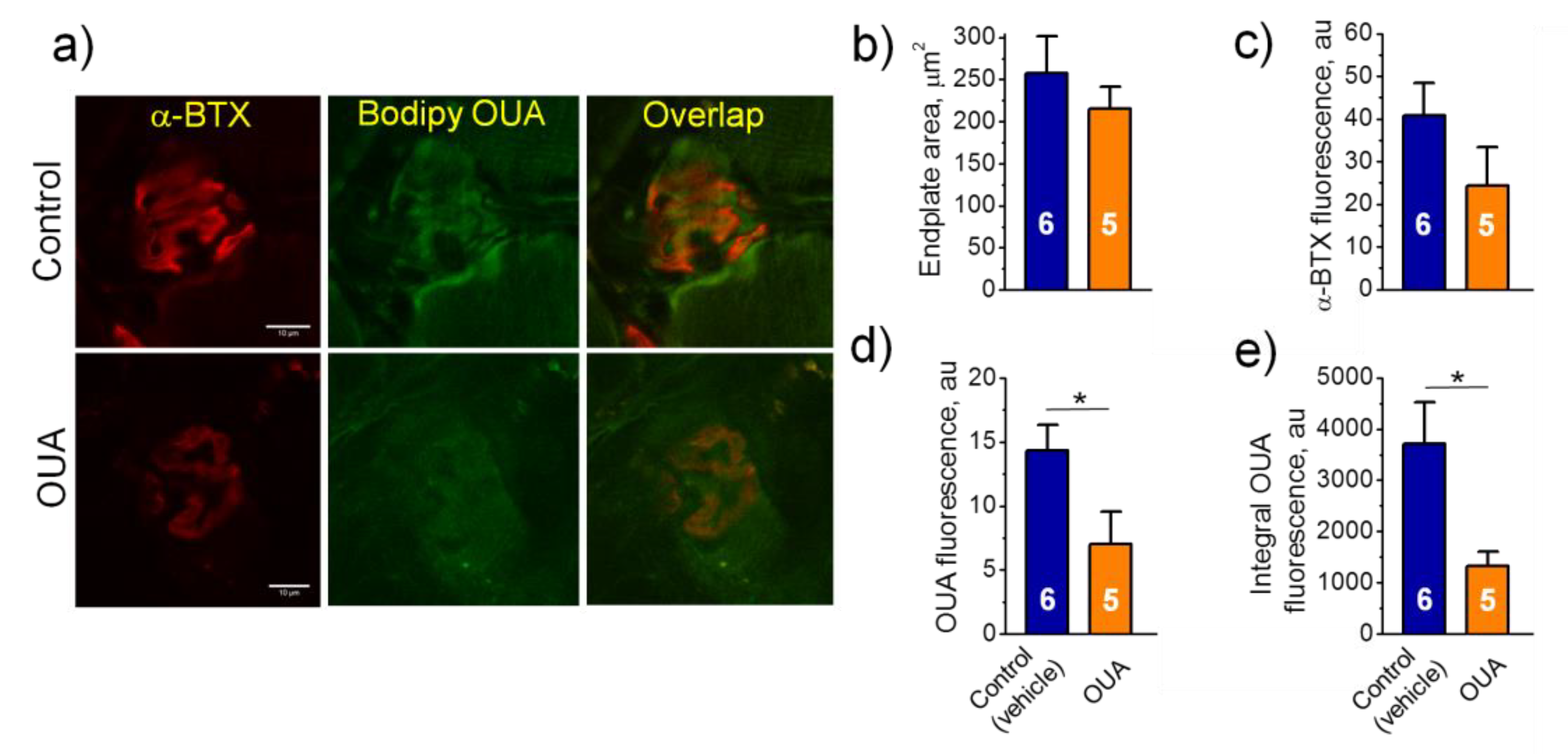Ijms 22 03920 g005 Ijms 22 03920 g005