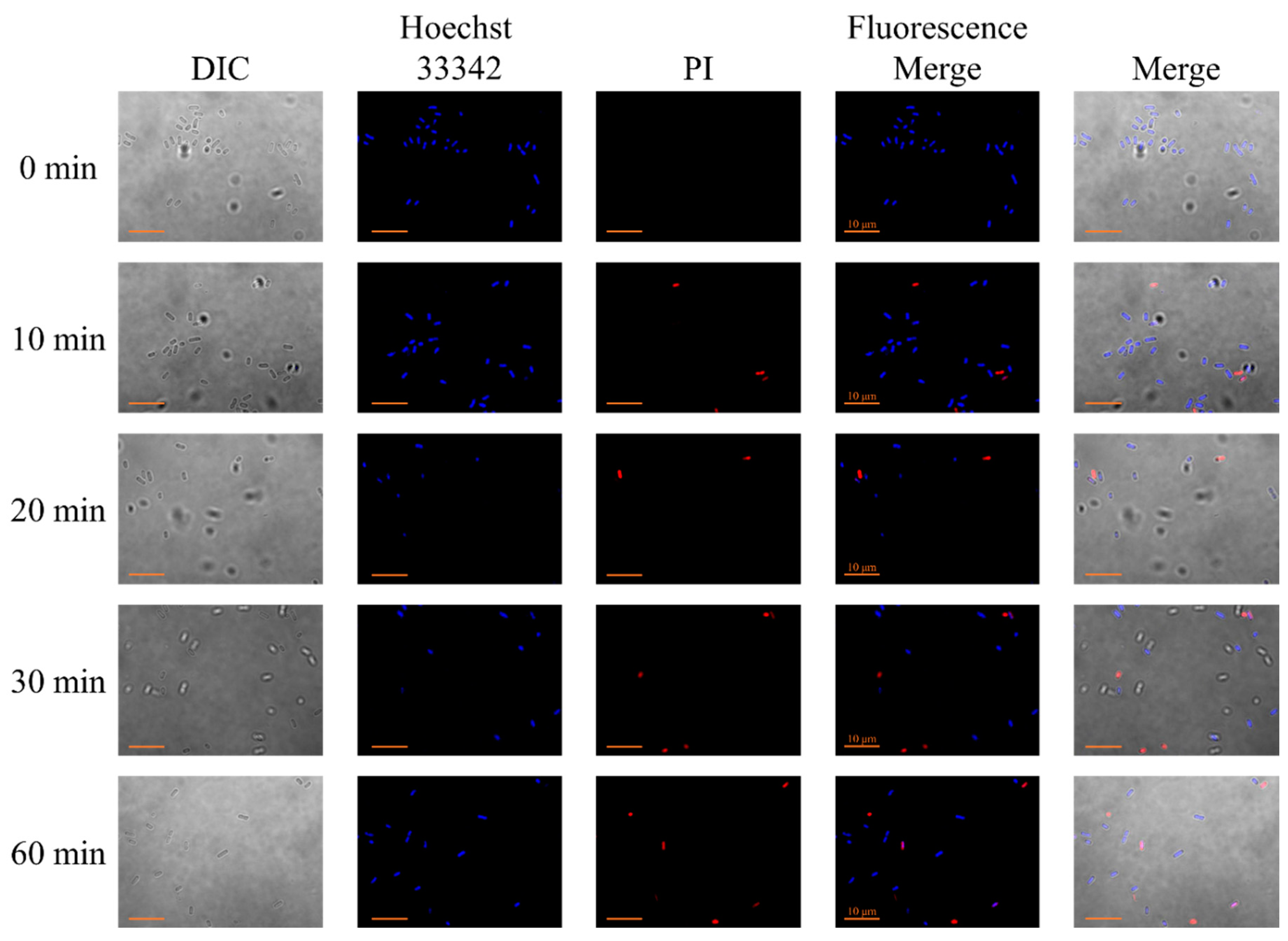 Ijms 22 03926 g004 Ijms 22 03926 g004