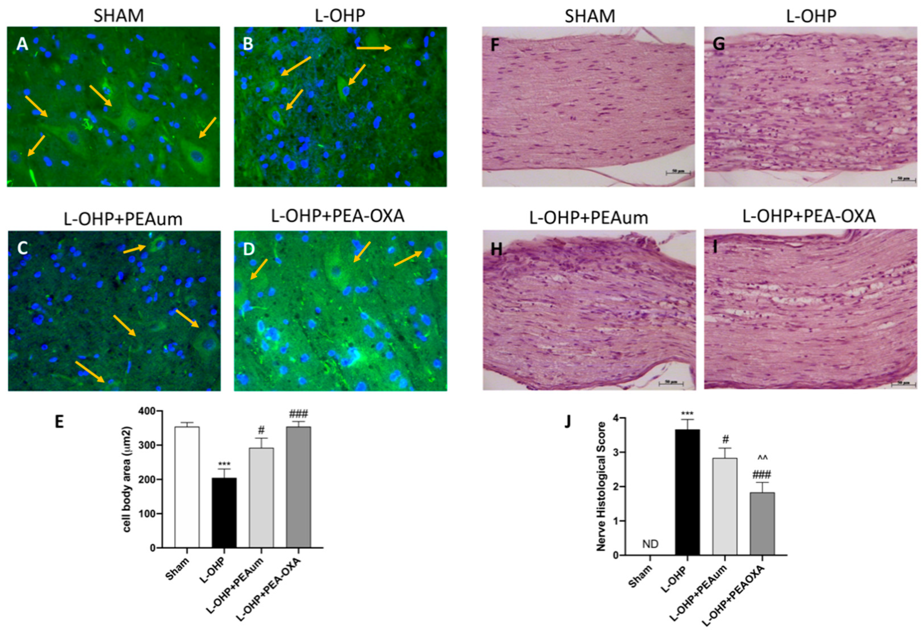 Ijms 22 03927 g002 Ijms 22 03927 g002
