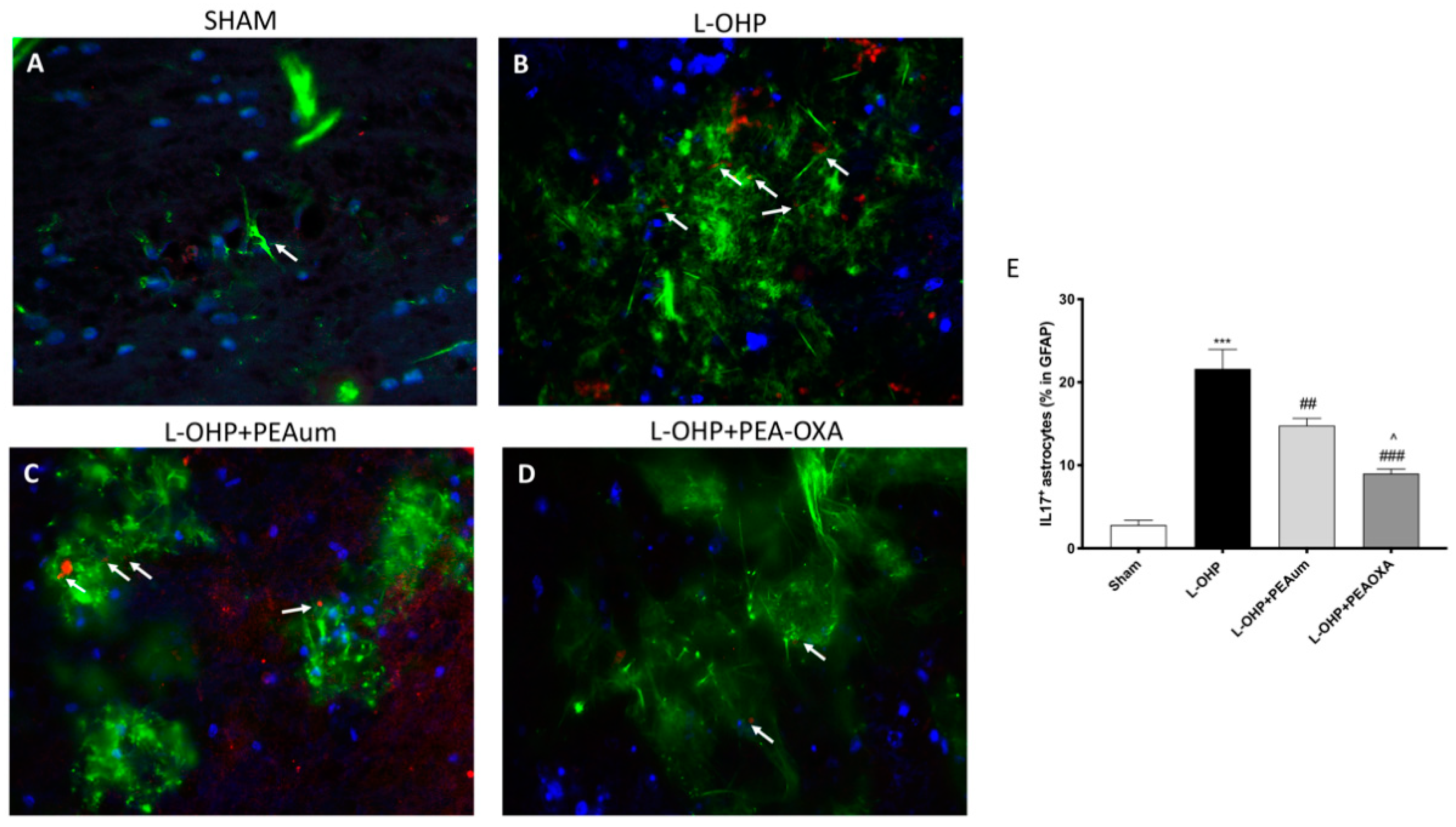 Ijms 22 03927 g005 Ijms 22 03927 g005