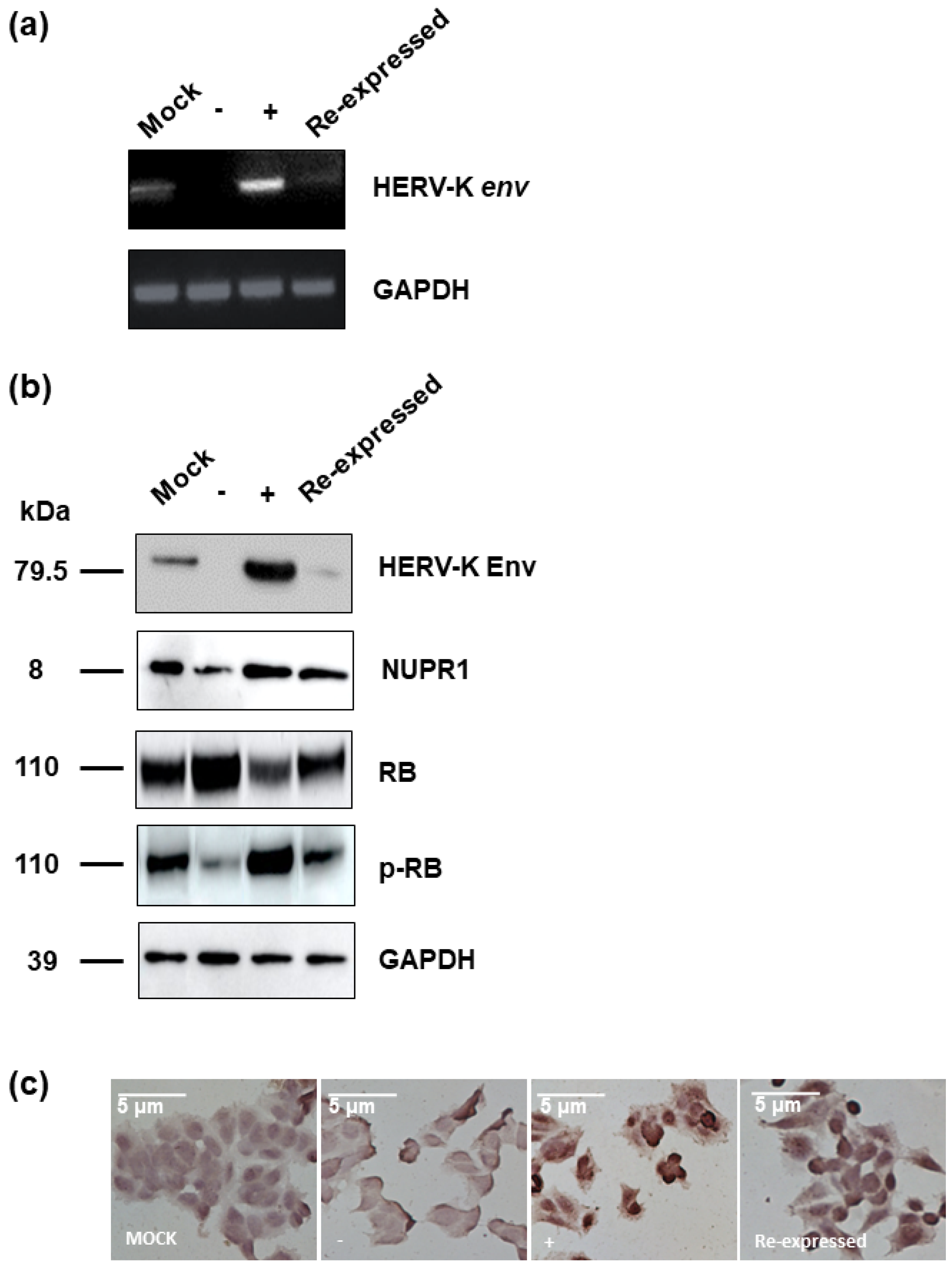 Ijms 22 03941 g005 Ijms 22 03941 g005