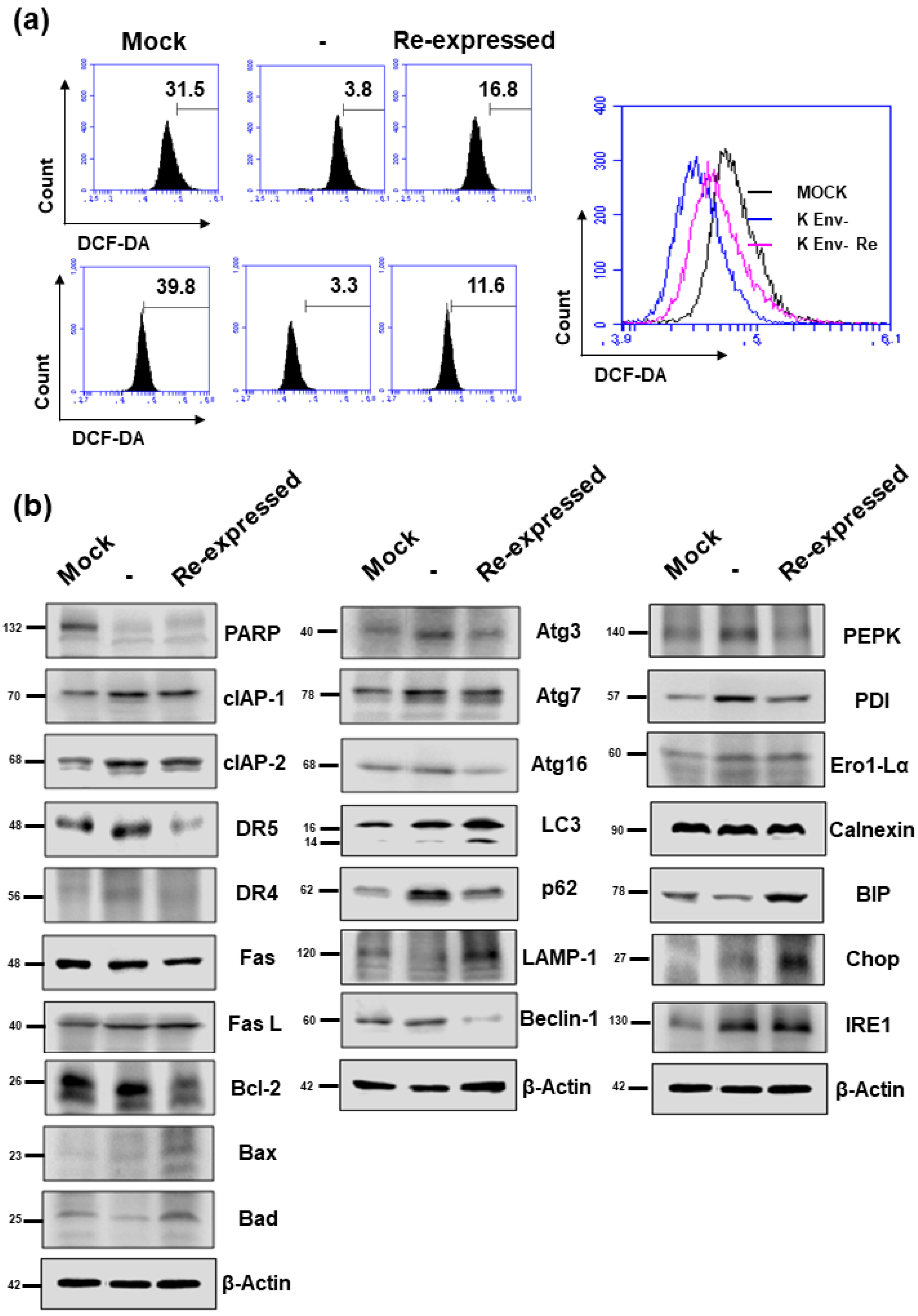 Ijms 22 03941 g007 Ijms 22 03941 g007
