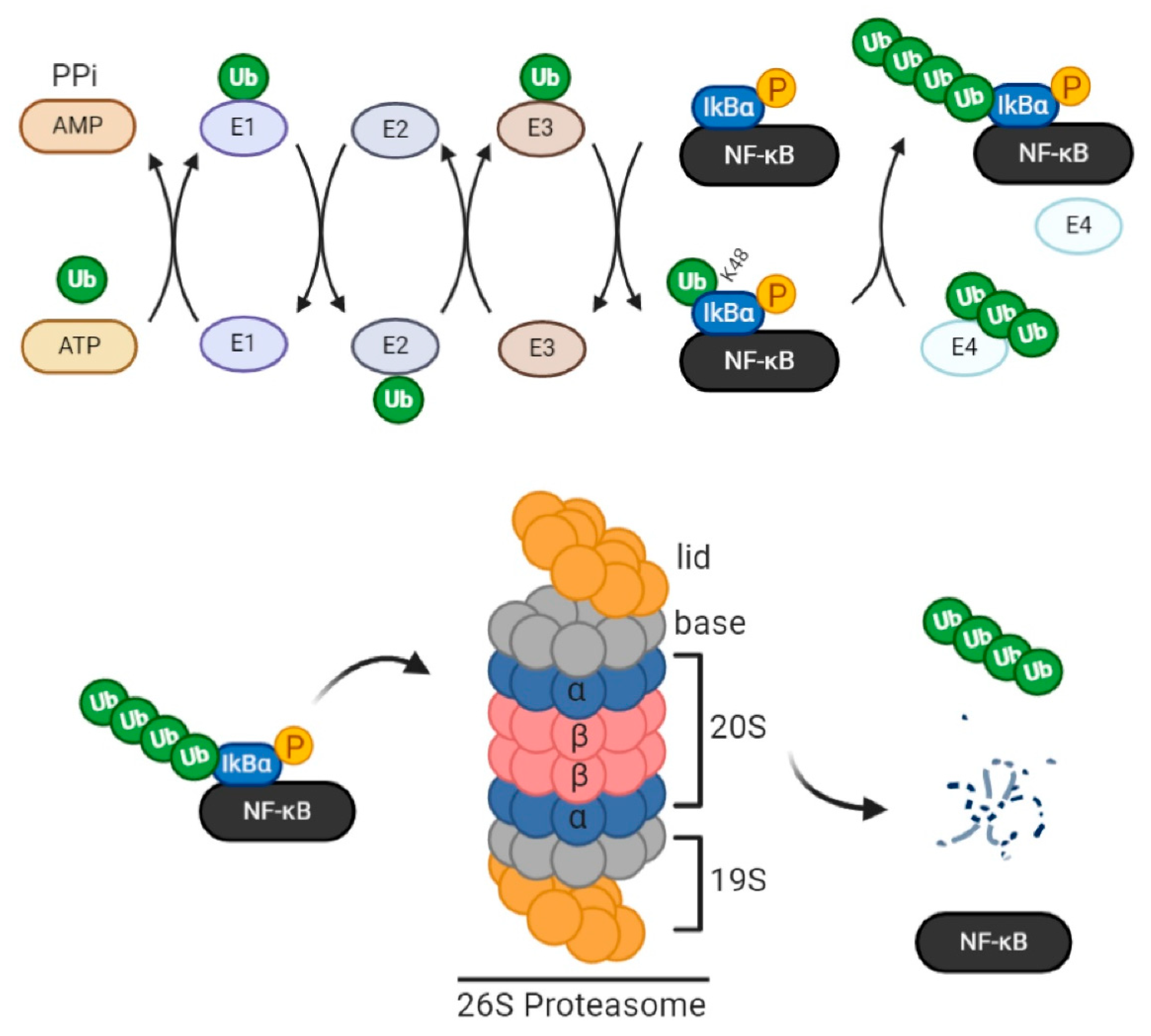 IJMS | Free Full-Text | The Role of the Proteasome in Platelet Function |  HTML