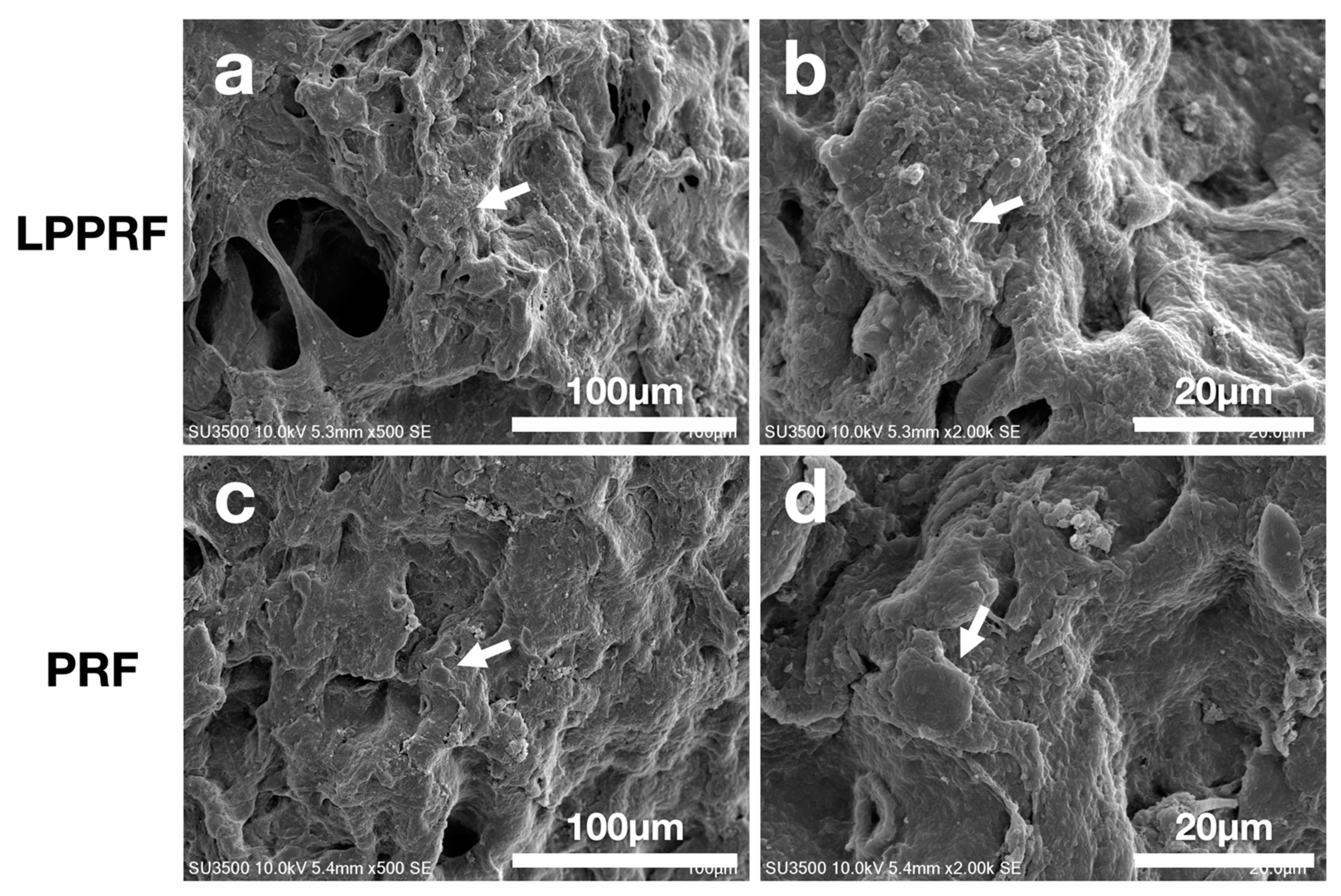 Ijms 22 04022 g009 Ijms 22 04022 g009