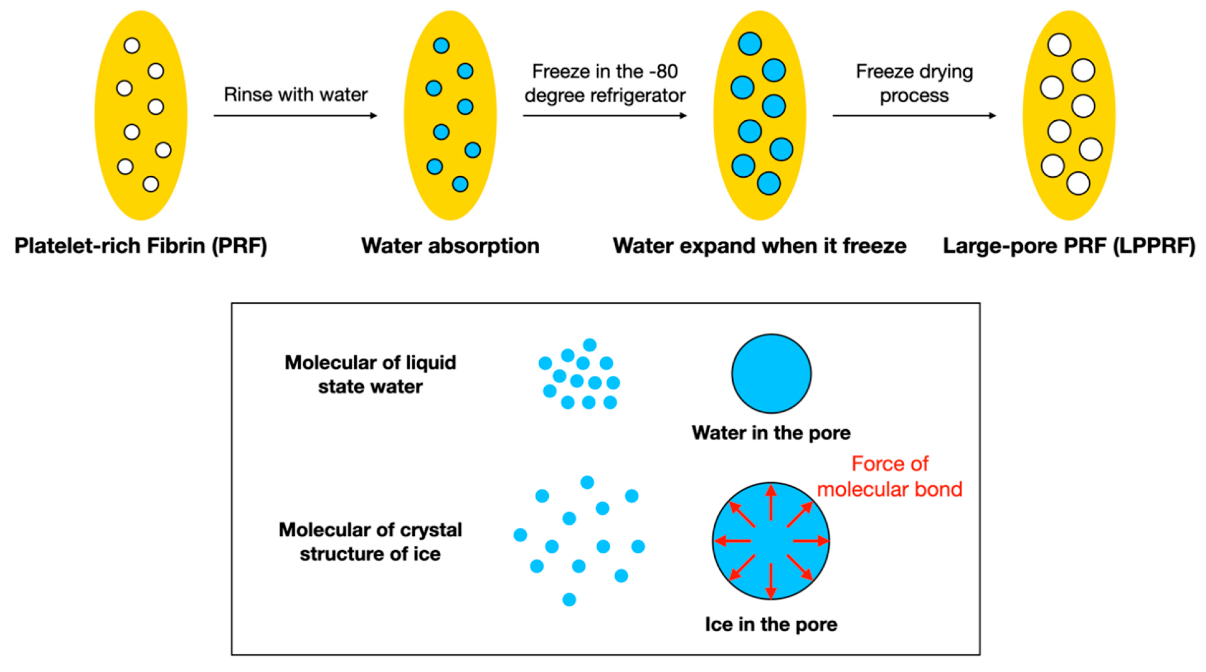 Ijms 22 04022 g012 Ijms 22 04022 g012