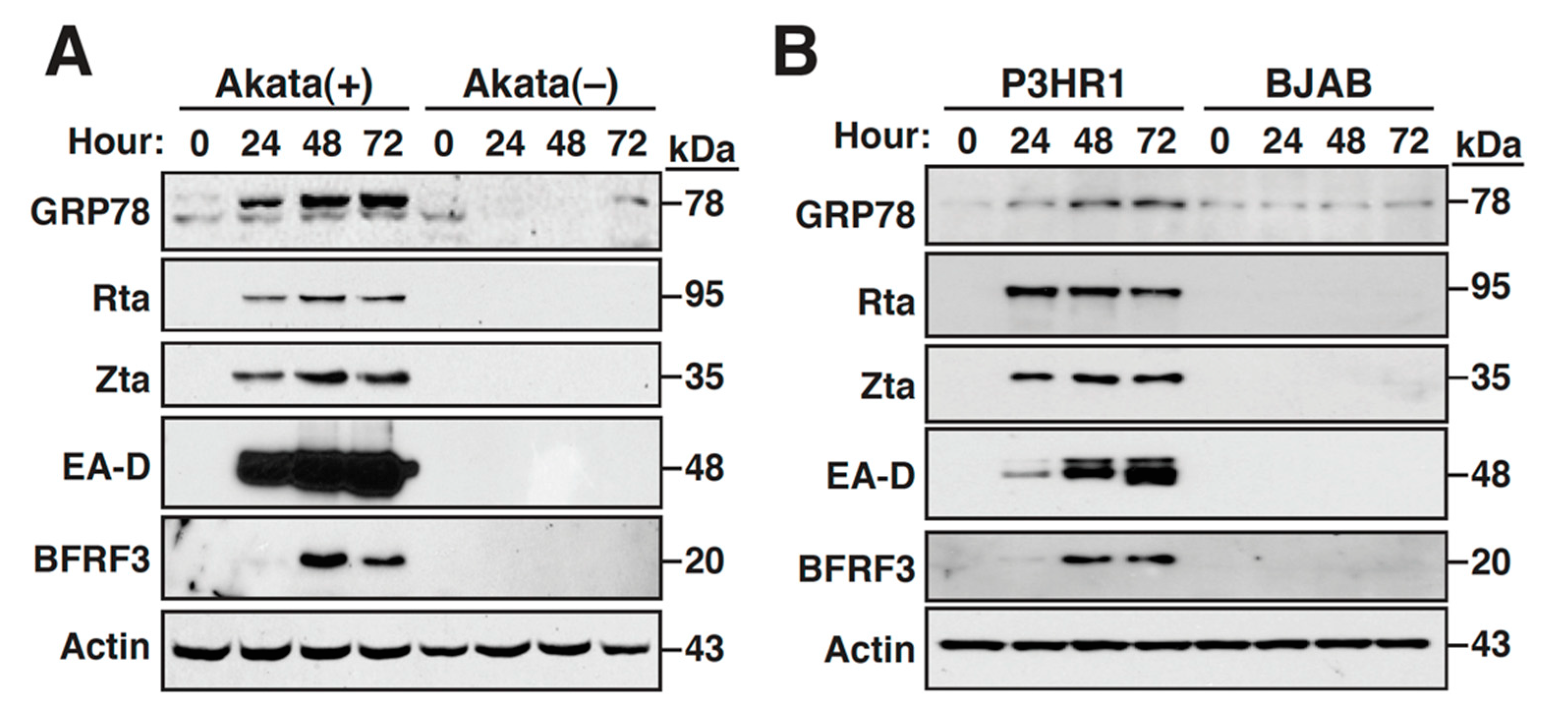 Ijms 22 04024 g001 Ijms 22 04024 g001