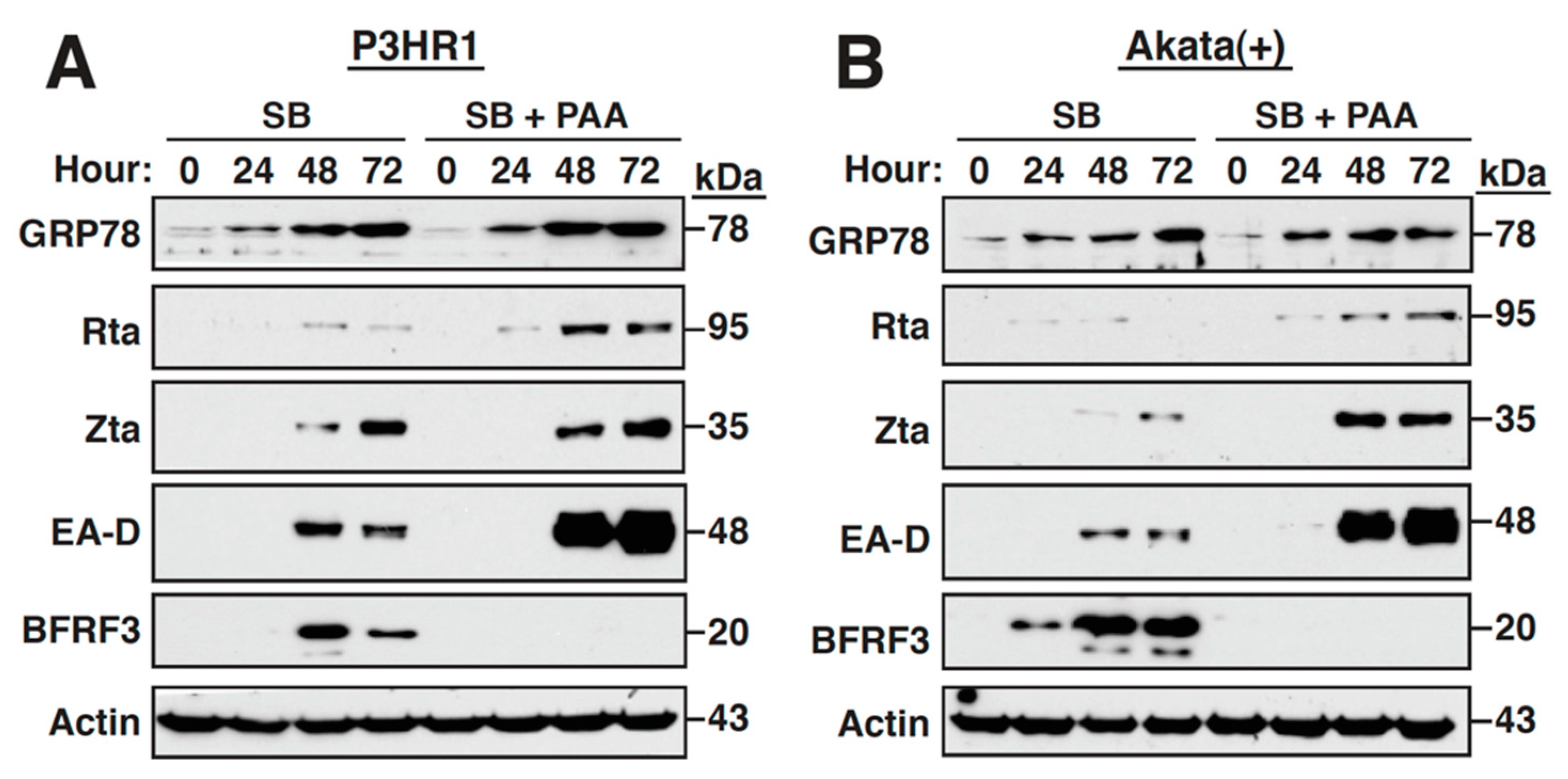 Ijms 22 04024 g003 Ijms 22 04024 g003
