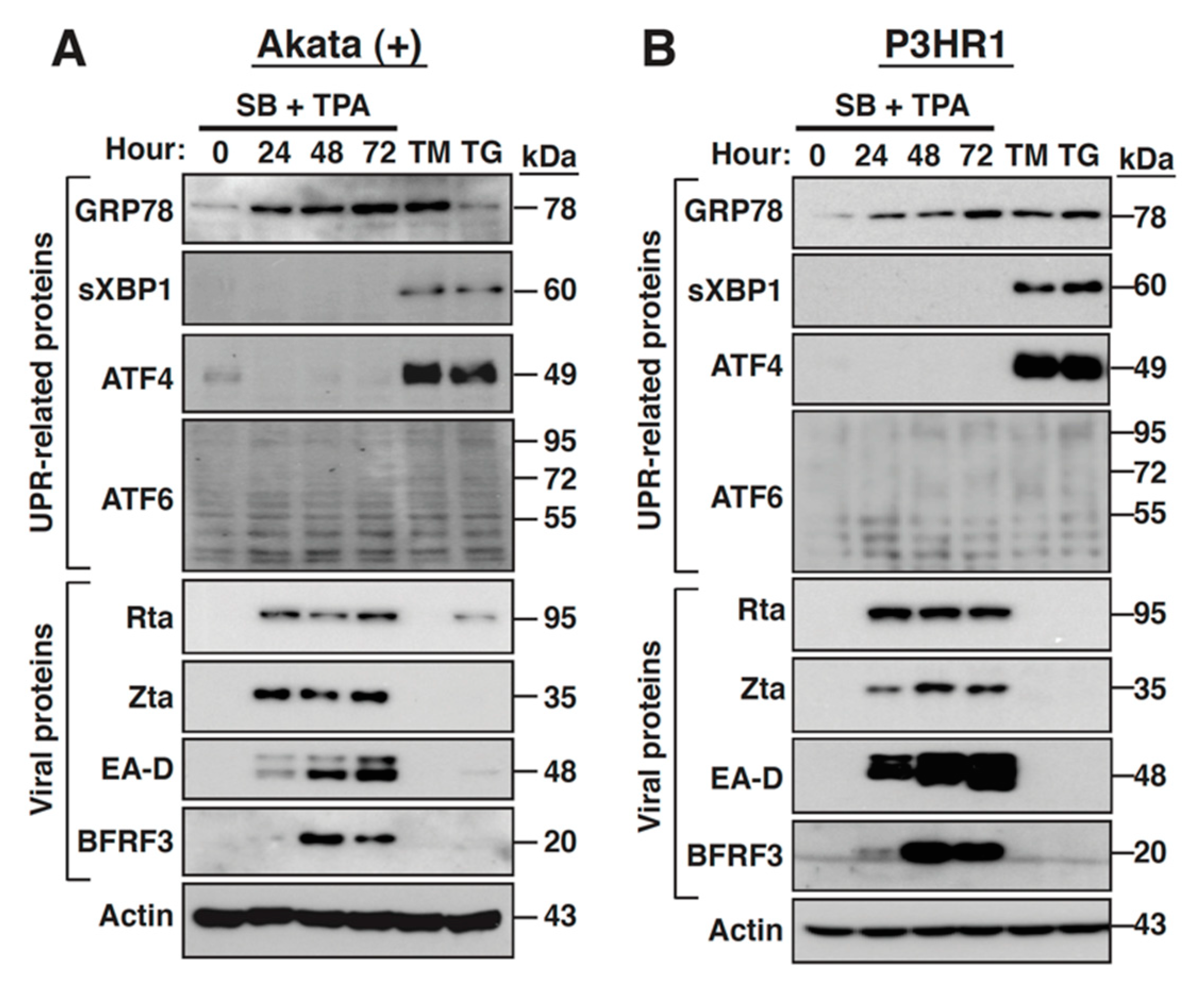 Ijms 22 04024 g007 Ijms 22 04024 g007