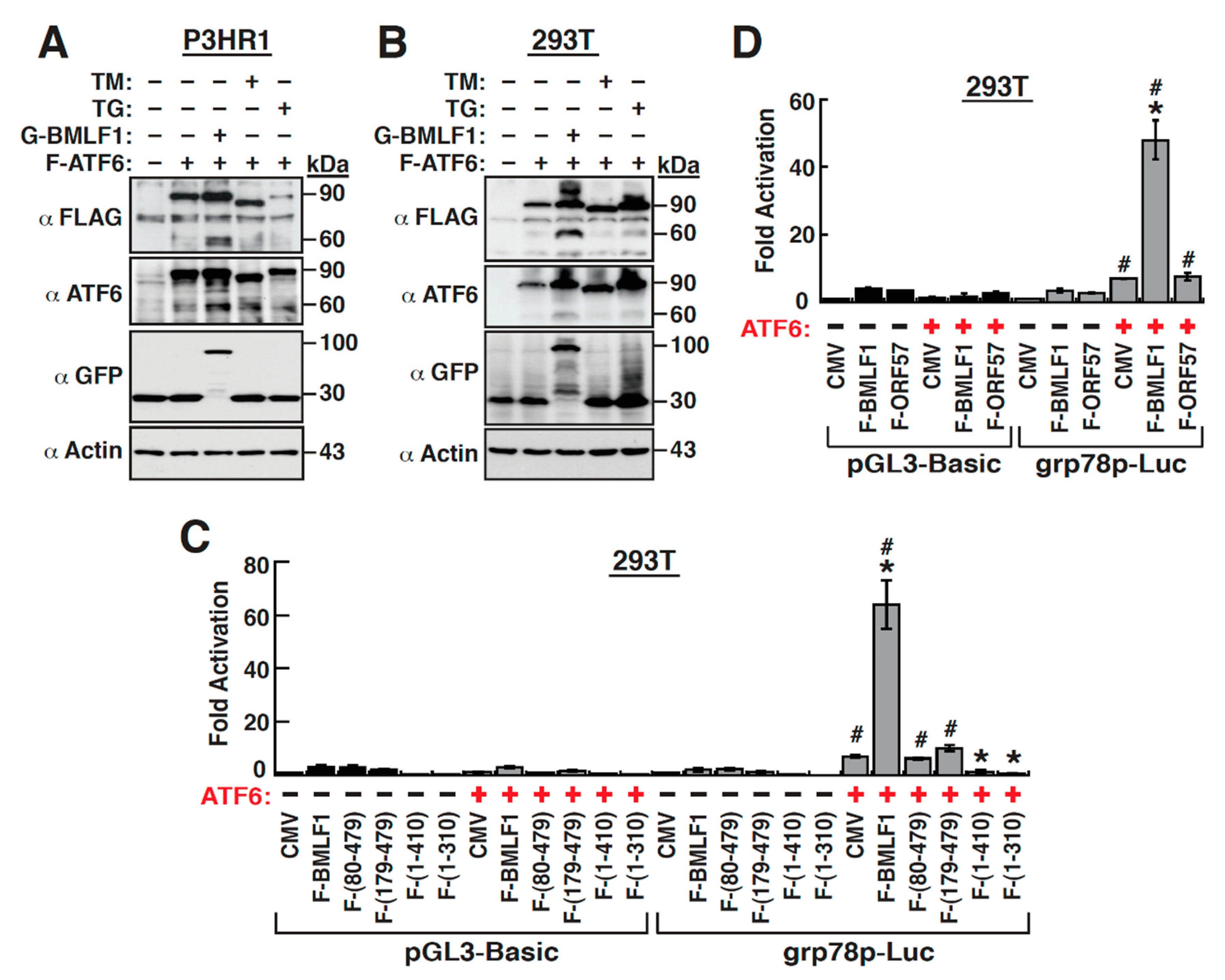 Ijms 22 04024 g008 Ijms 22 04024 g008
