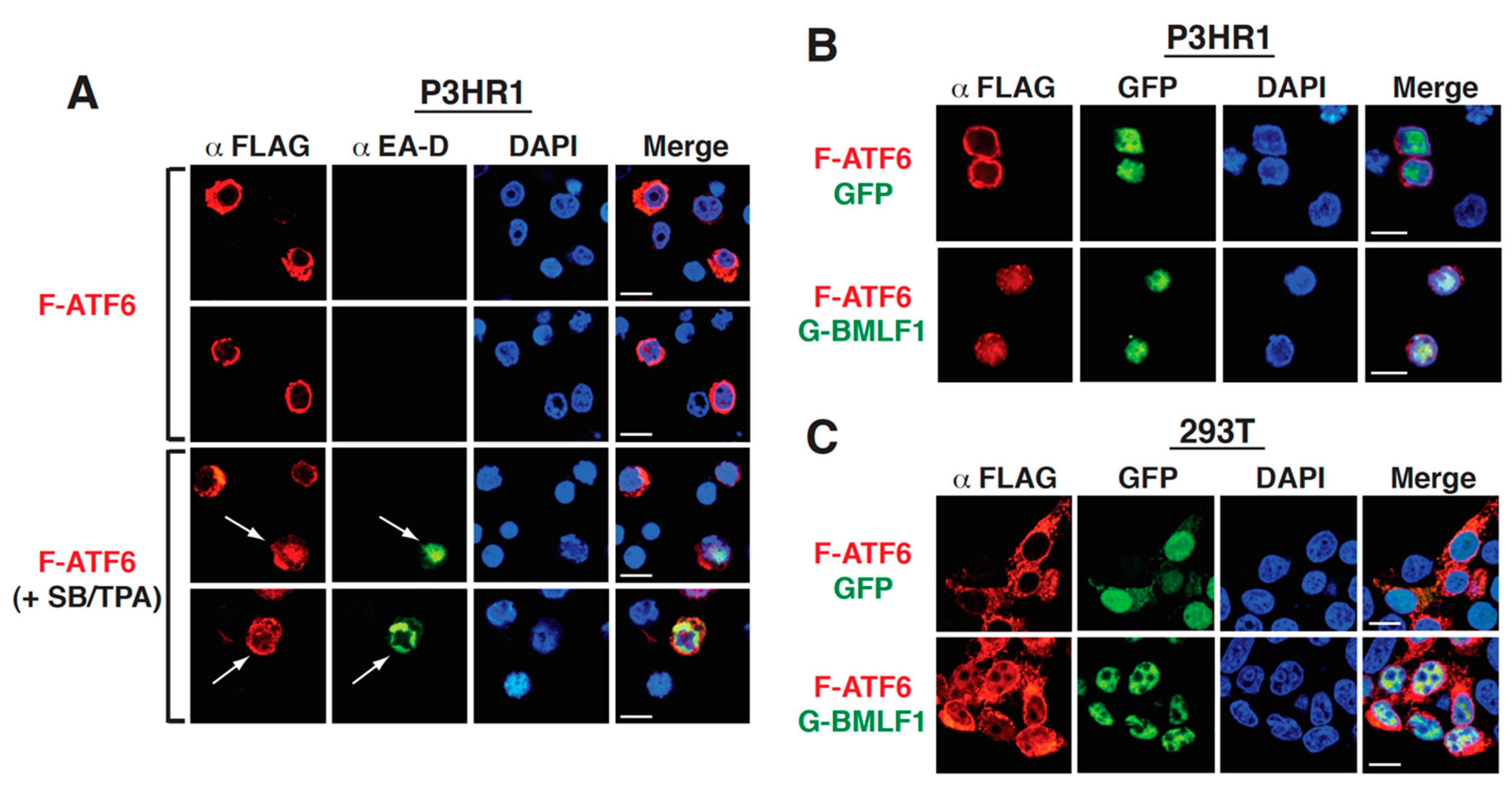 Ijms 22 04024 g009 Ijms 22 04024 g009