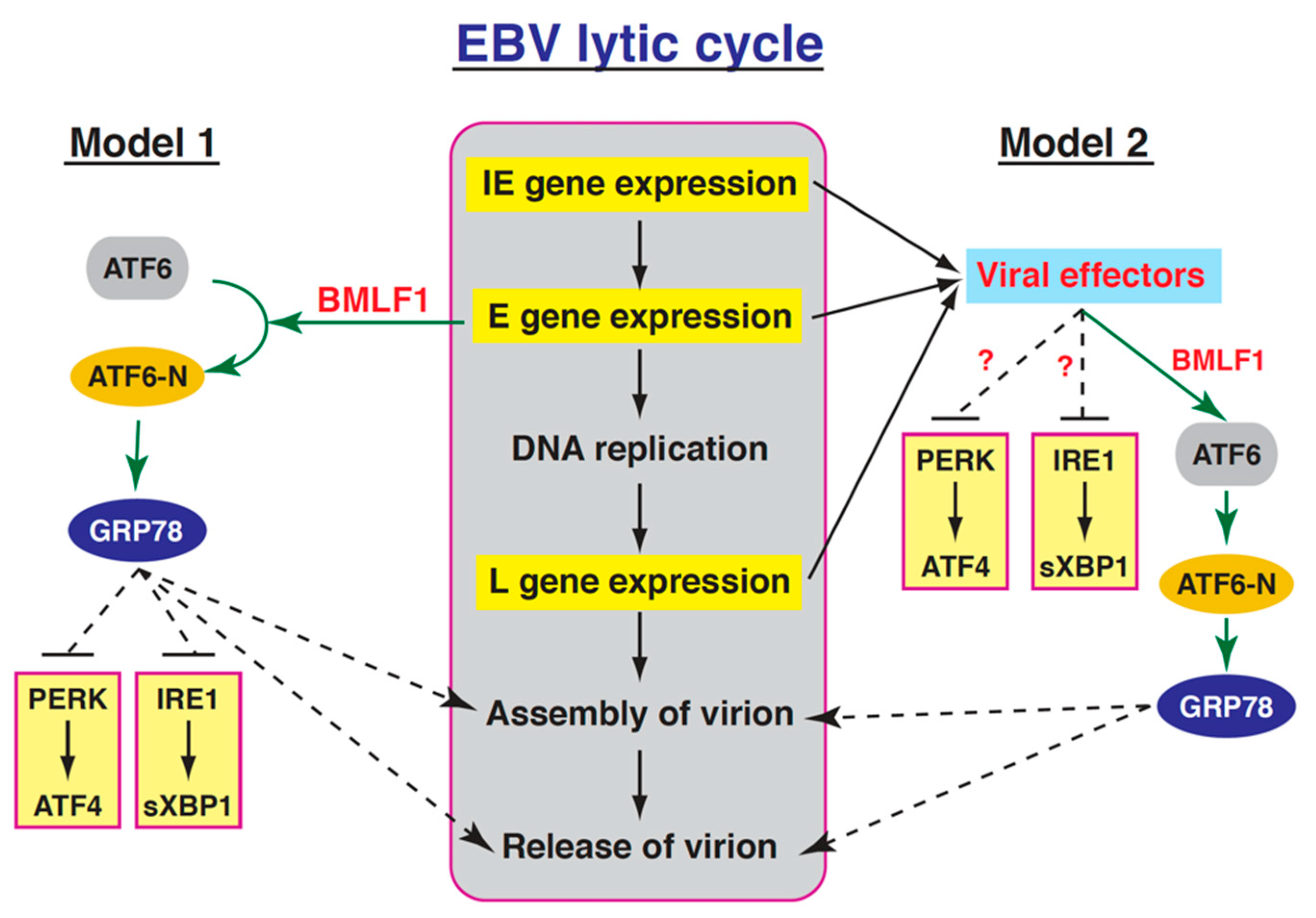 Ijms 22 04024 g010 Ijms 22 04024 g010