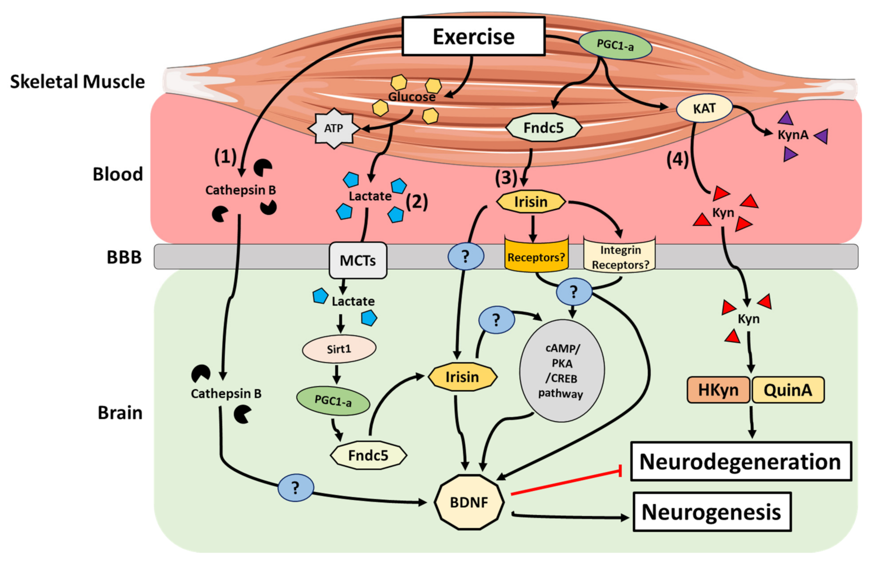 Et al. Rashedi et al ученый. Molecular mechanism of gout. Doi: 10.3390/cancers14102536.