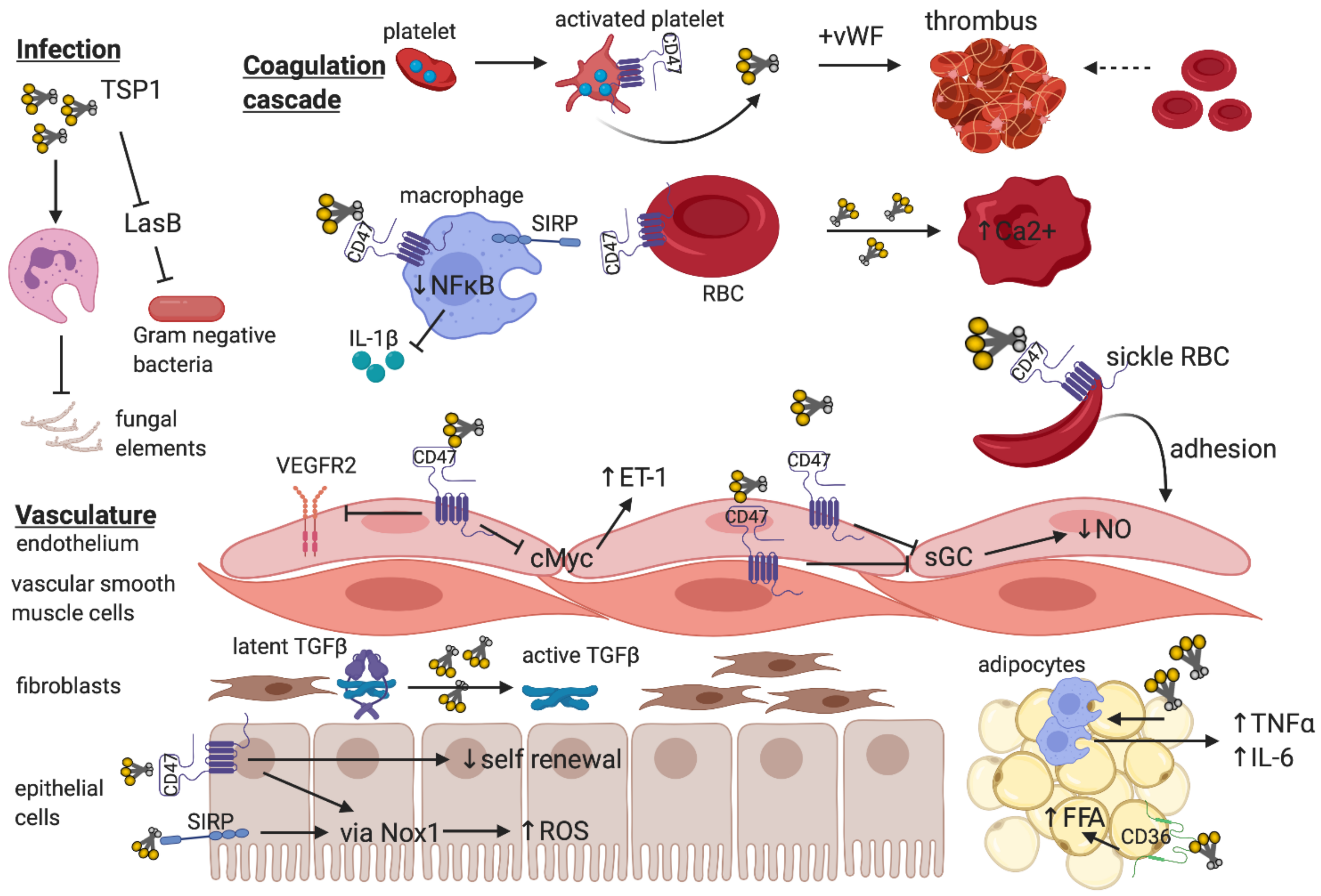 Ijms 22 04062 g002 Ijms 22 04062 g002