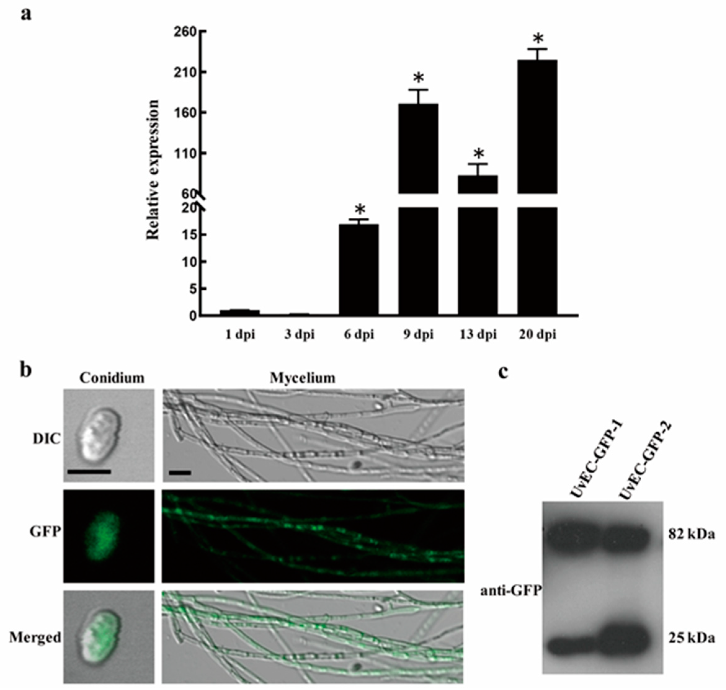 Ijms 22 04069 g006 Ijms 22 04069 g006