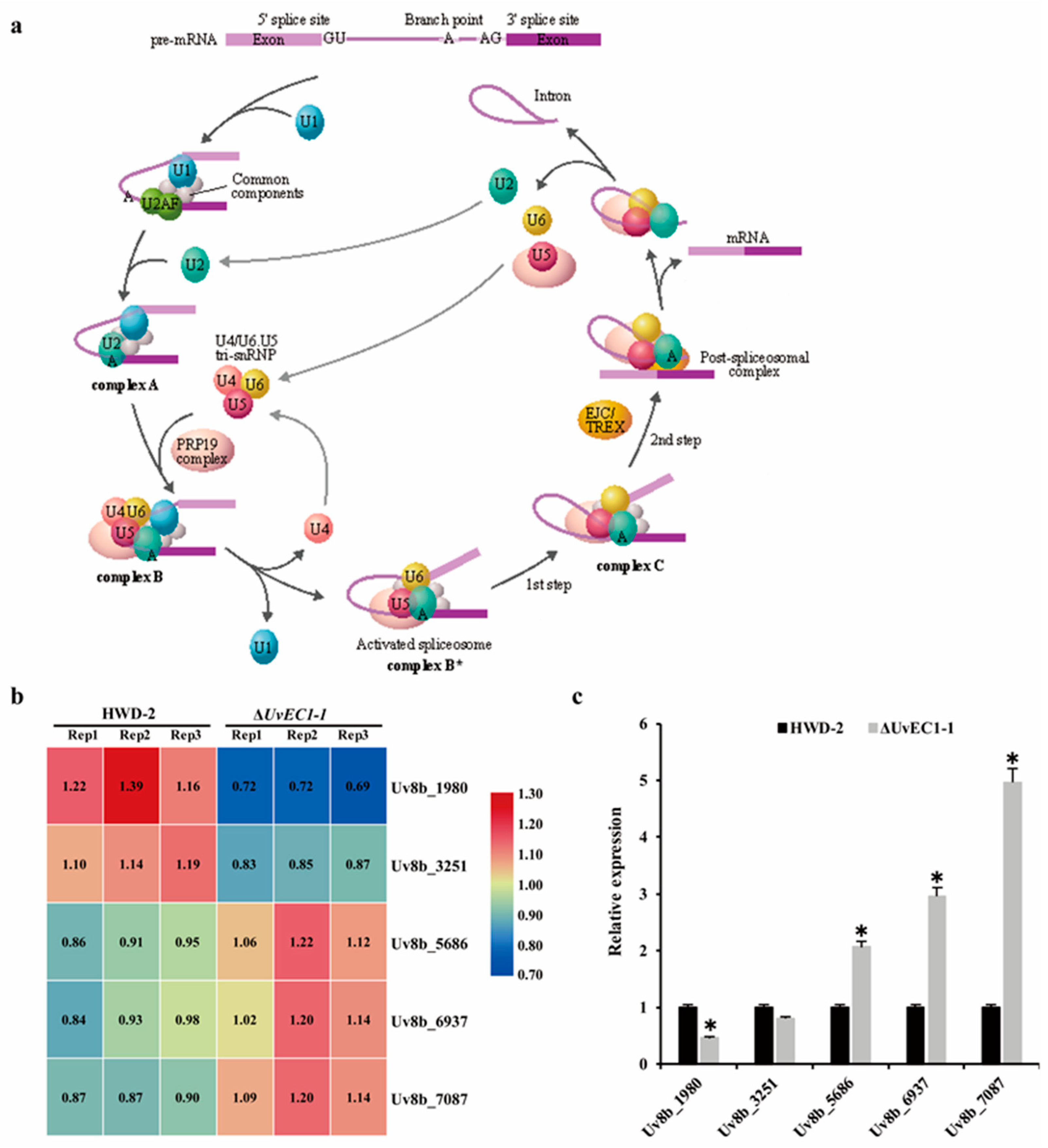 Ijms 22 04069 g008 Ijms 22 04069 g008