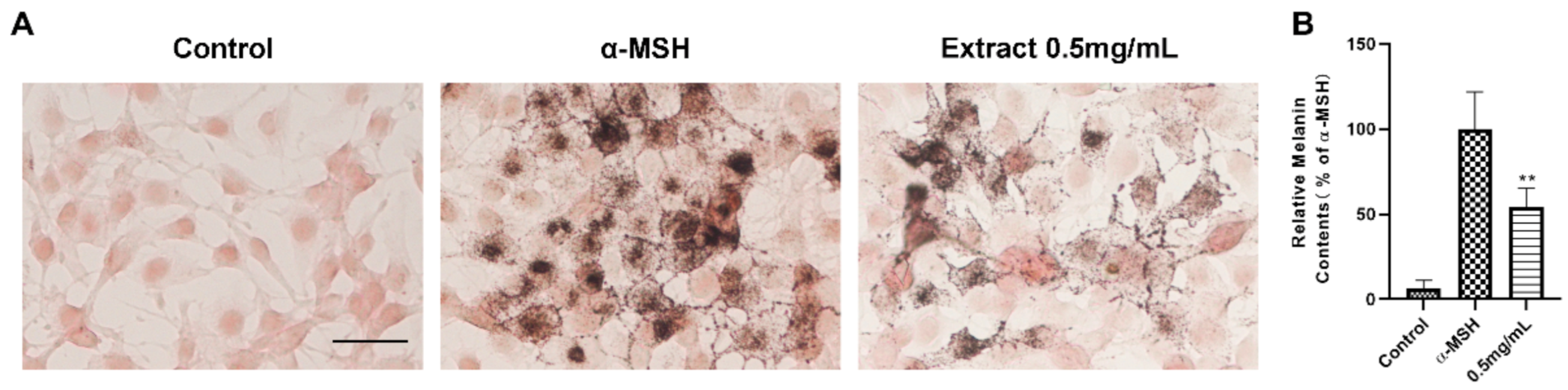 Ijms 22 04073 g002 Ijms 22 04073 g002