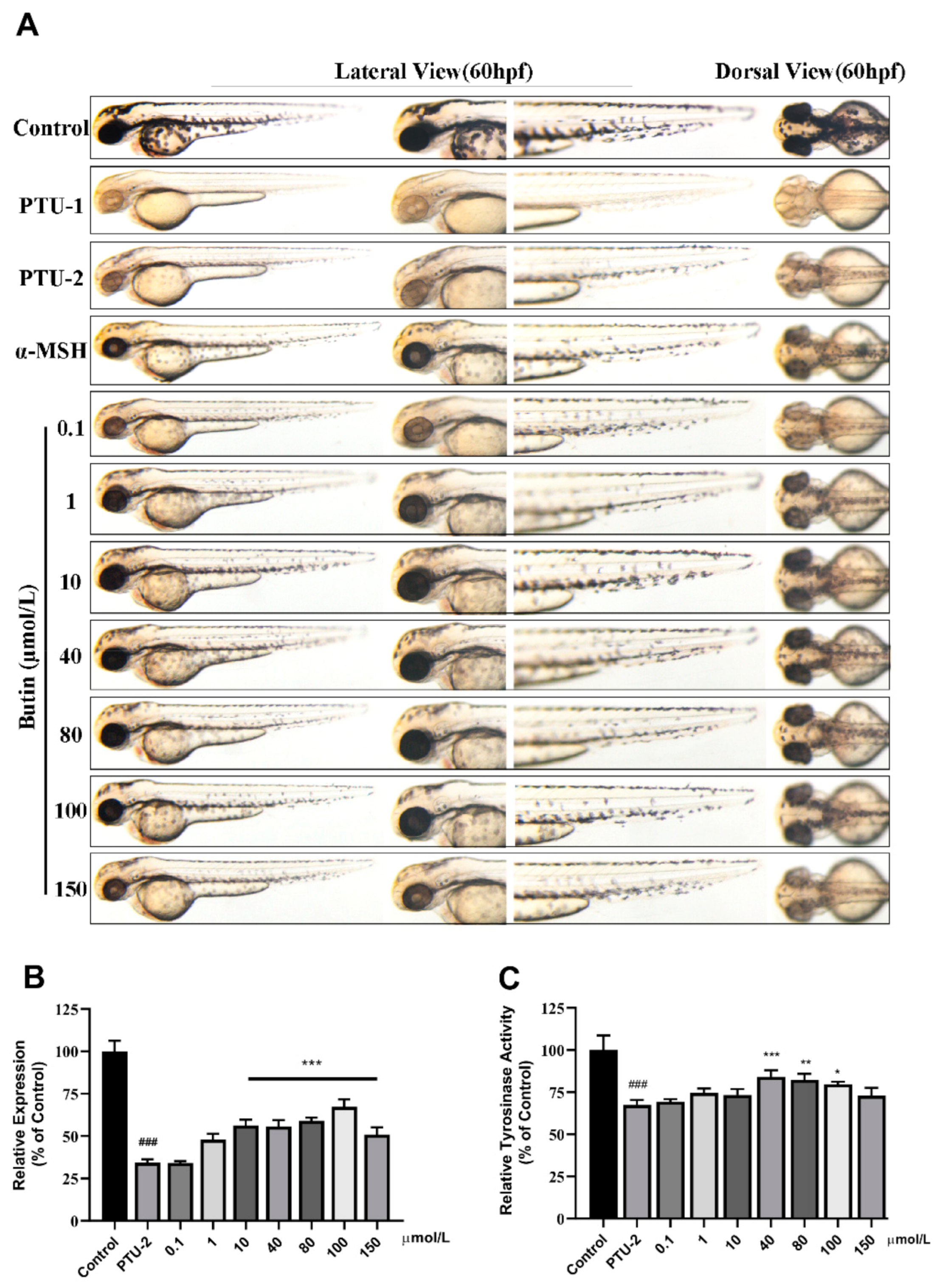 Ijms 22 04073 g004 Ijms 22 04073 g004