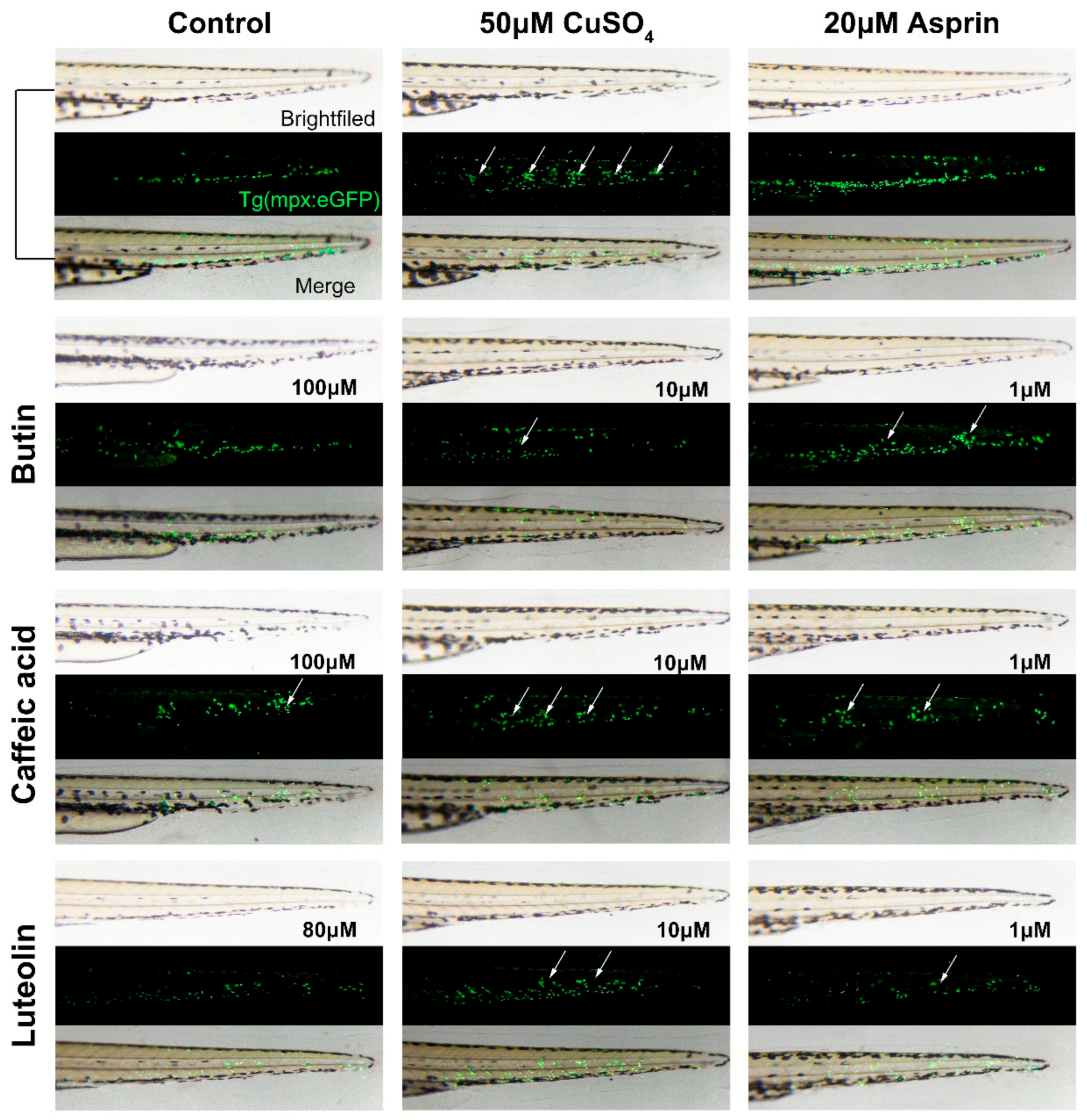 Ijms 22 04073 g007 Ijms 22 04073 g007