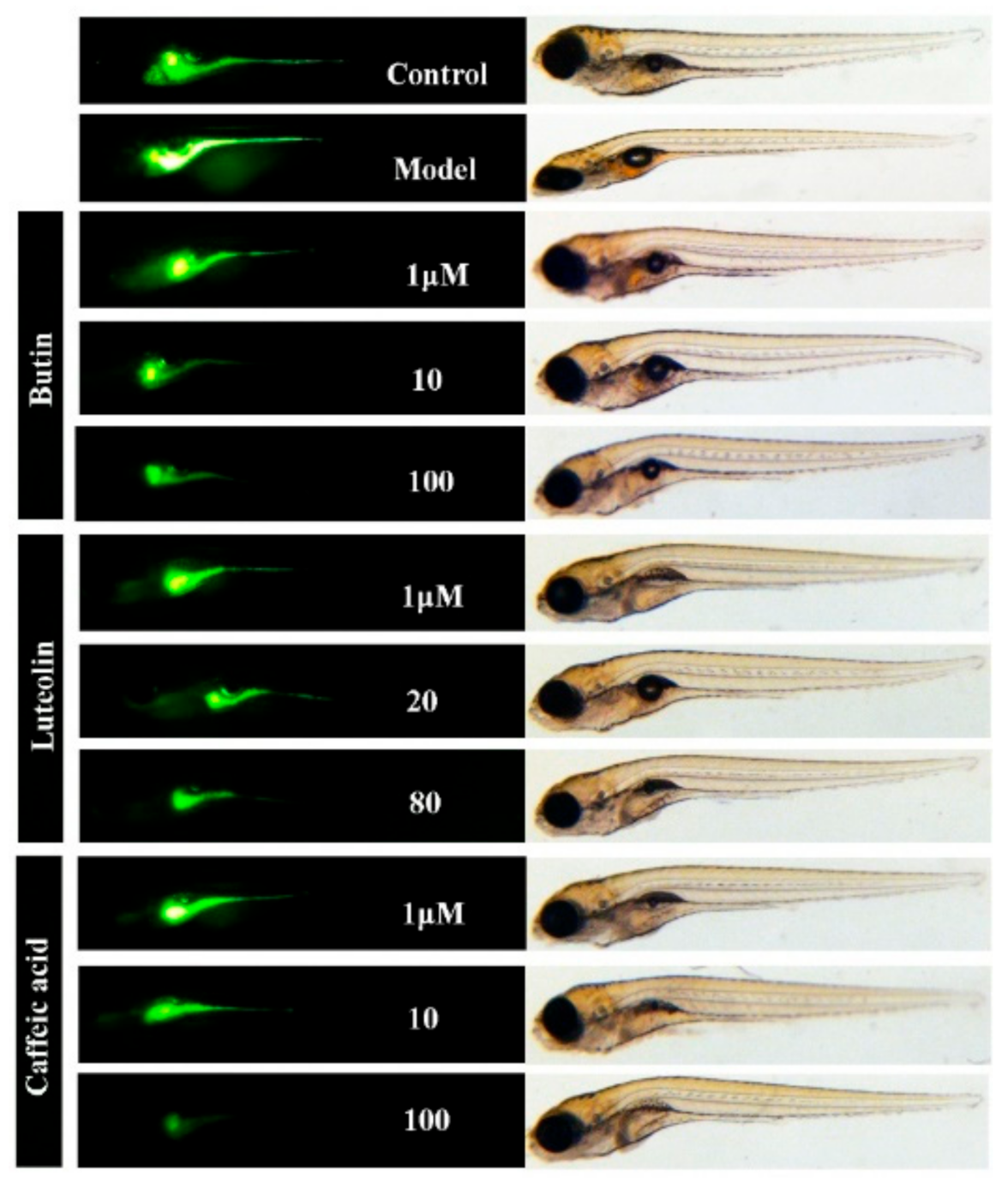 Ijms 22 04073 g008 Ijms 22 04073 g008