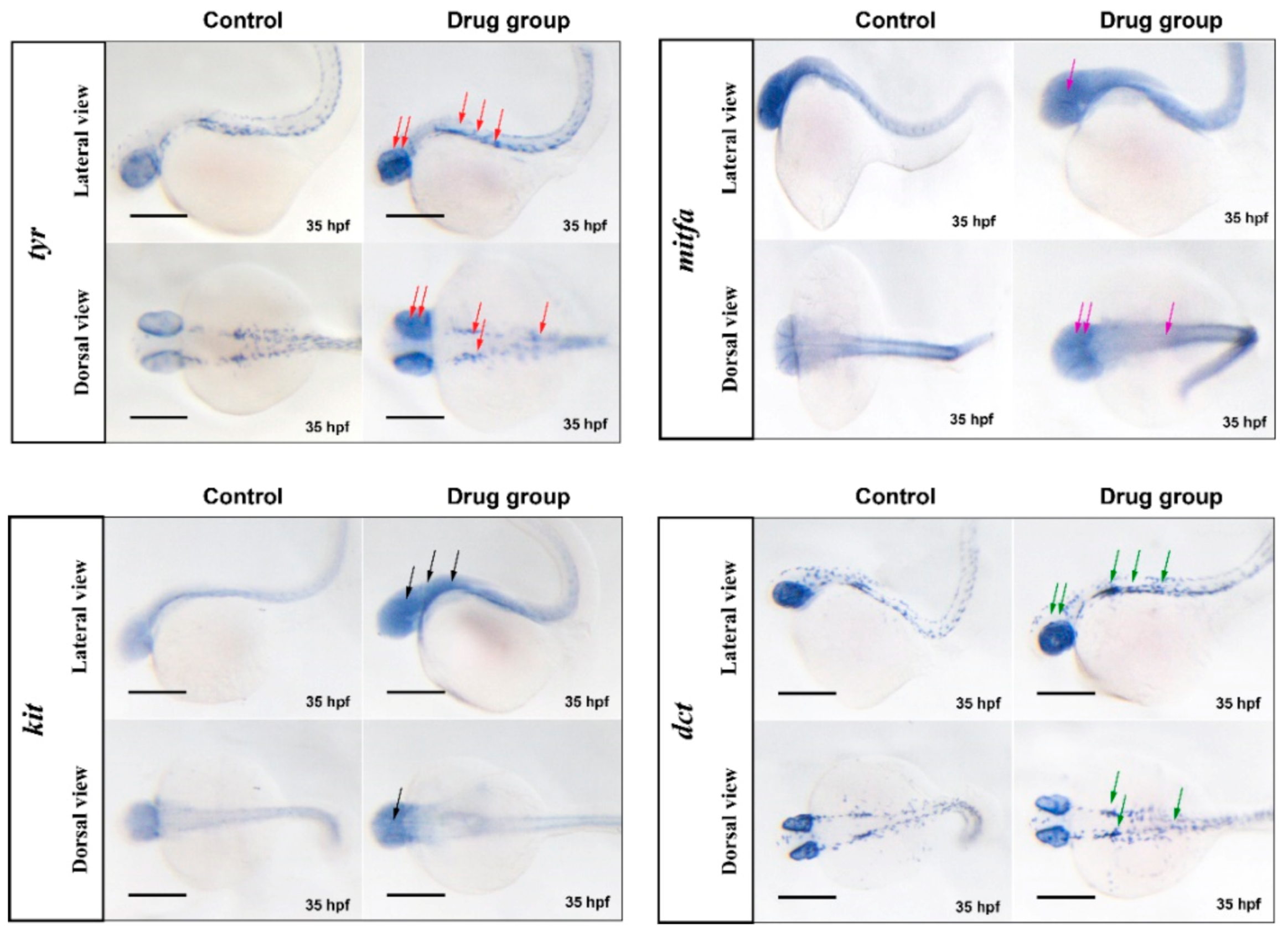 Ijms 22 04073 g011 Ijms 22 04073 g011