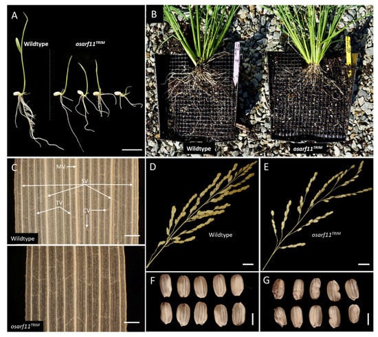 IJMS | Free Full-Text | OsARF11 Promotes Growth, Meristem, Seed, and ...