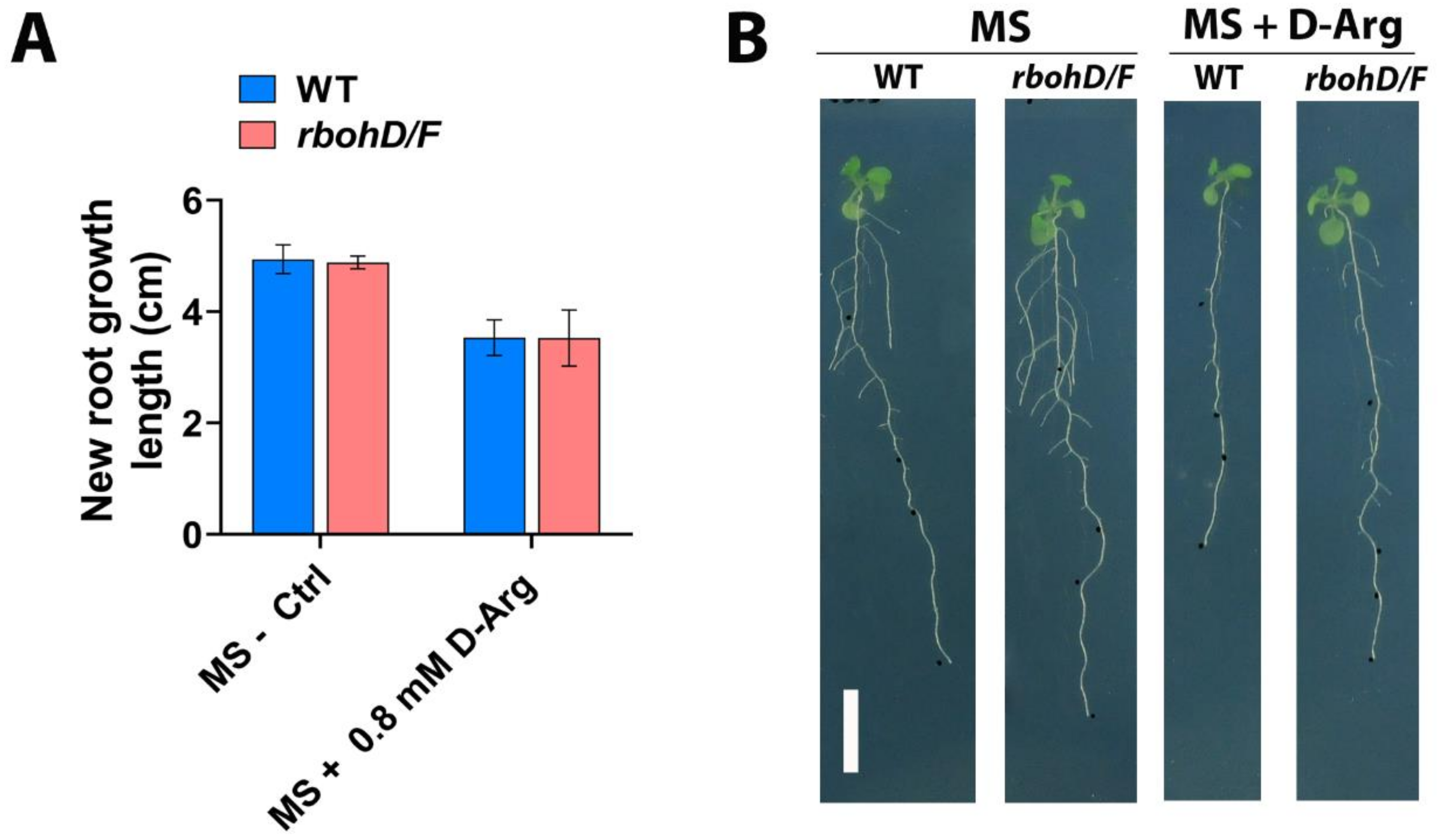 Ijms 22 04094 g004 Ijms 22 04094 g004