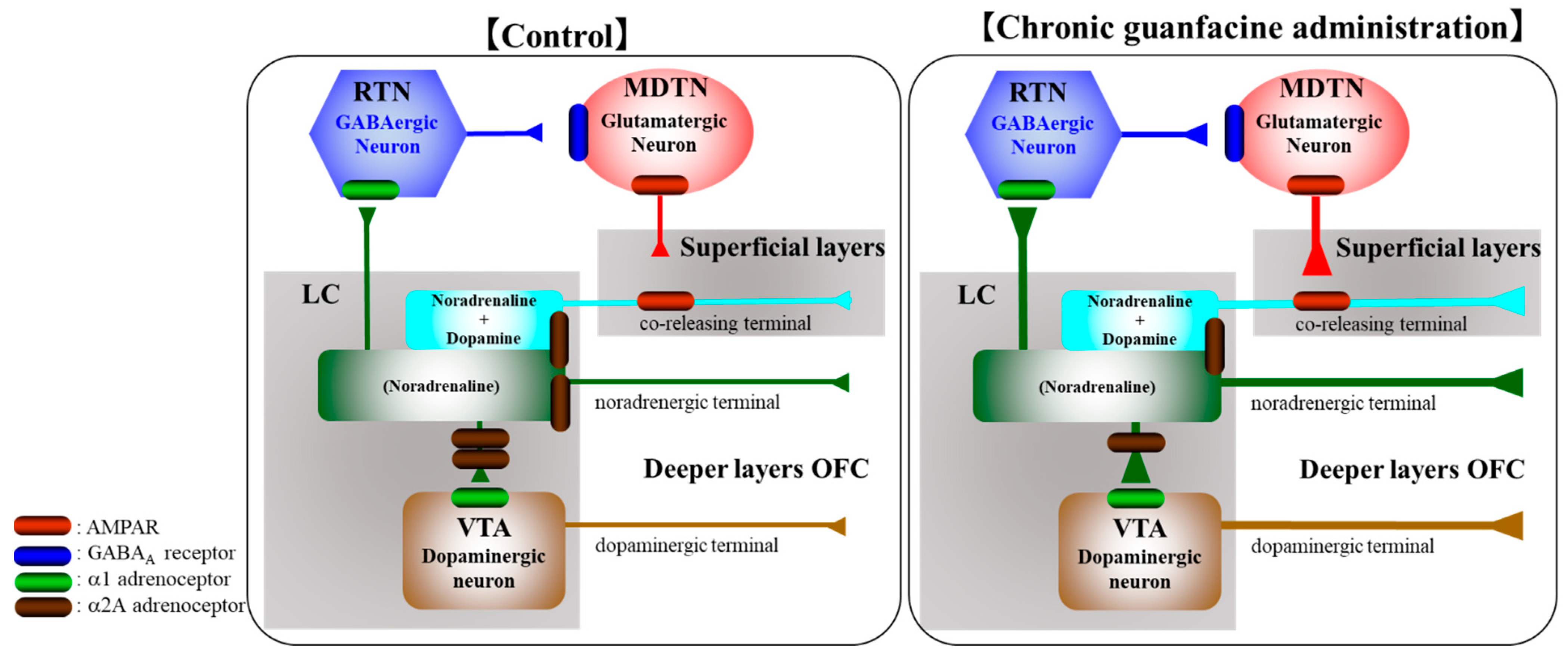 Ijms 22 04122 g009 Ijms 22 04122 g009