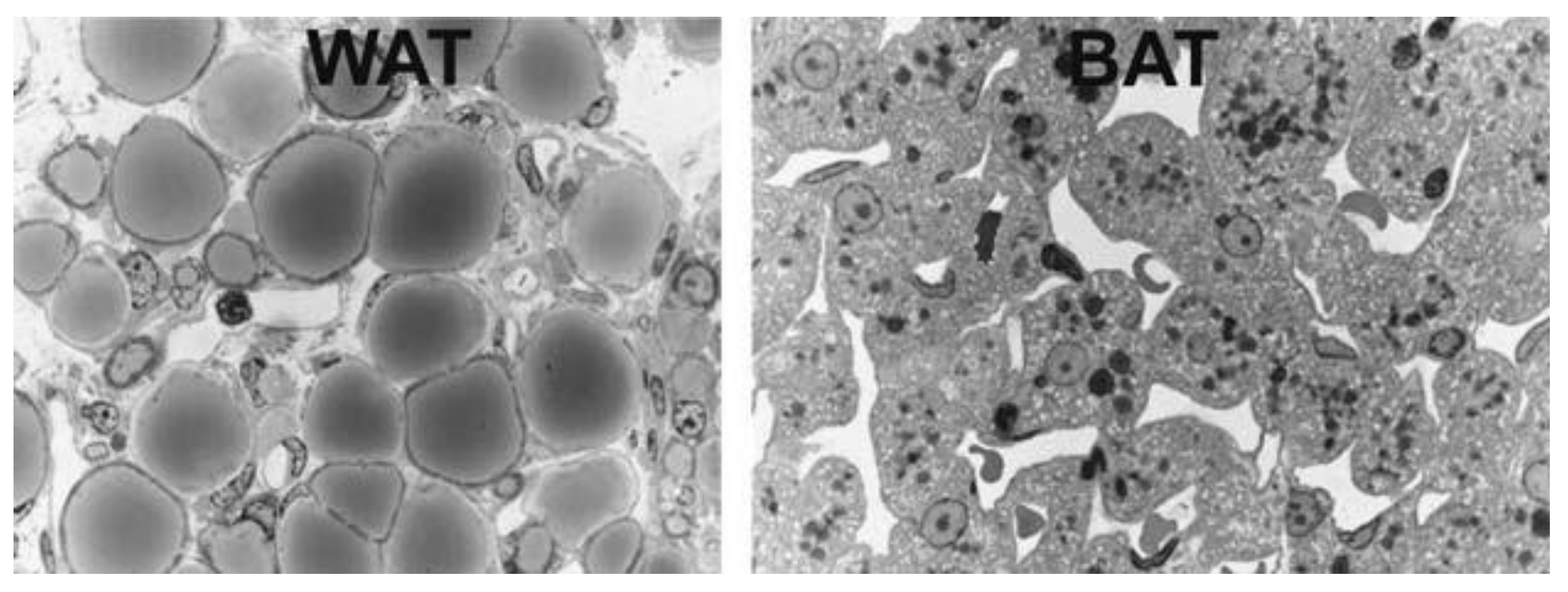 Ijms 22 04137 g002 Ijms 22 04137 g002