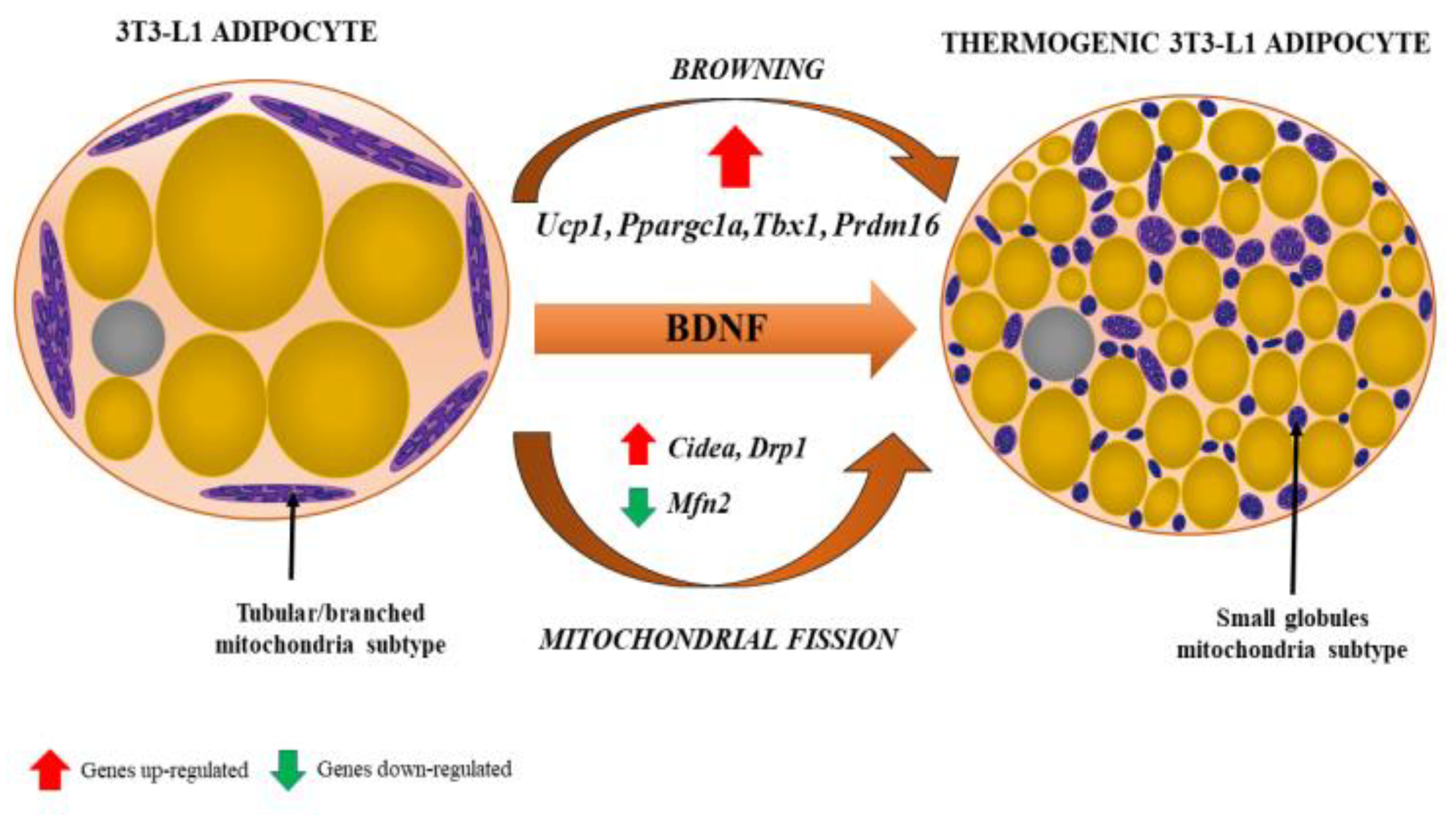 Ijms 22 04137 g004 Ijms 22 04137 g004