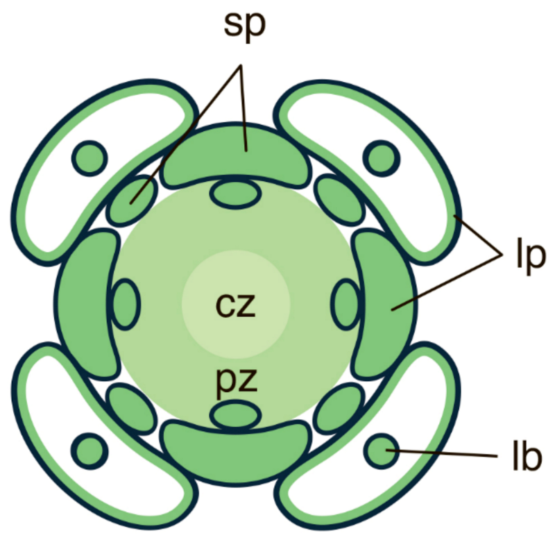 Ijms 22 04139 g006 Ijms 22 04139 g006