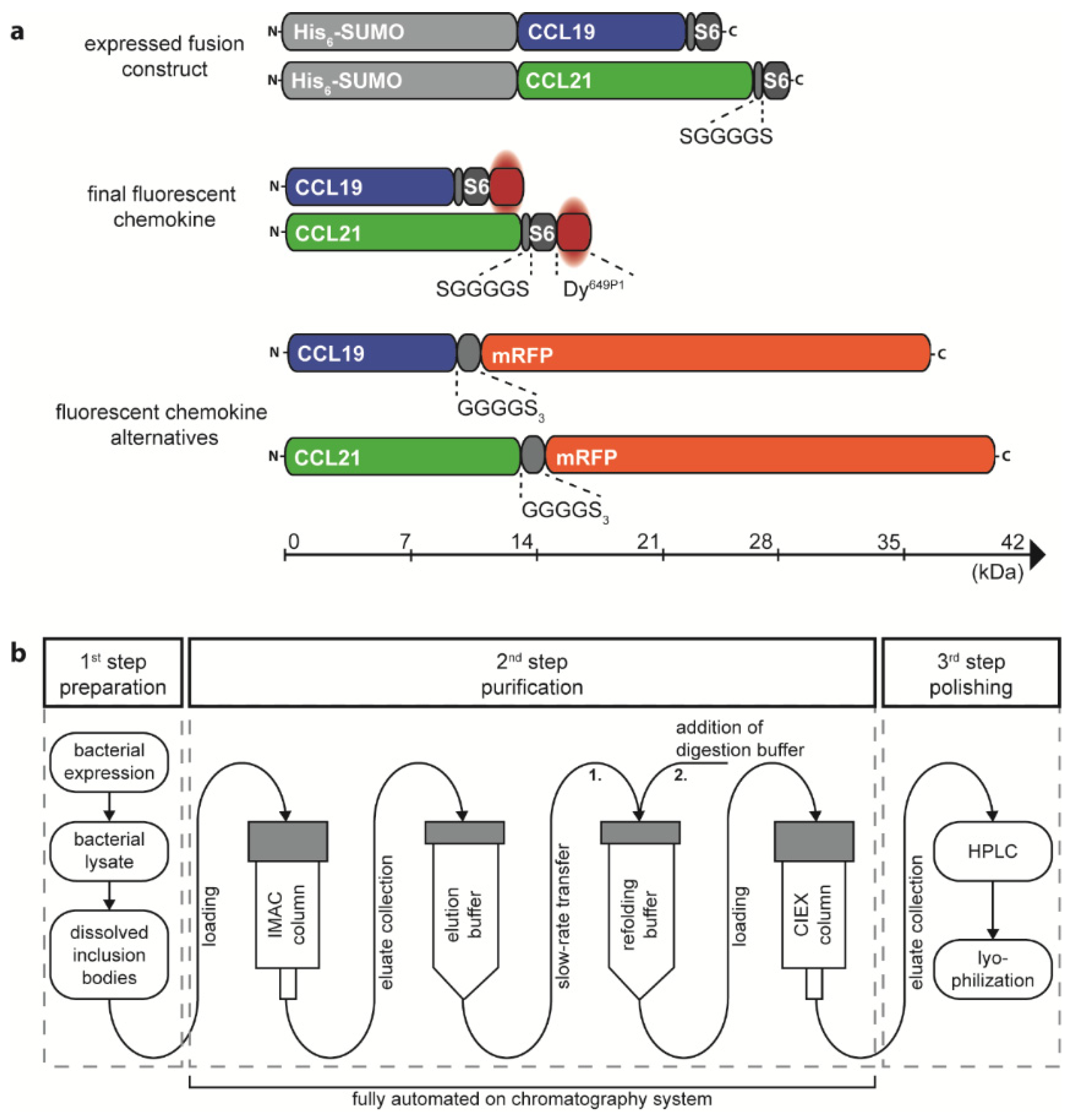 Ijms 22 04158 g001 Ijms 22 04158 g001