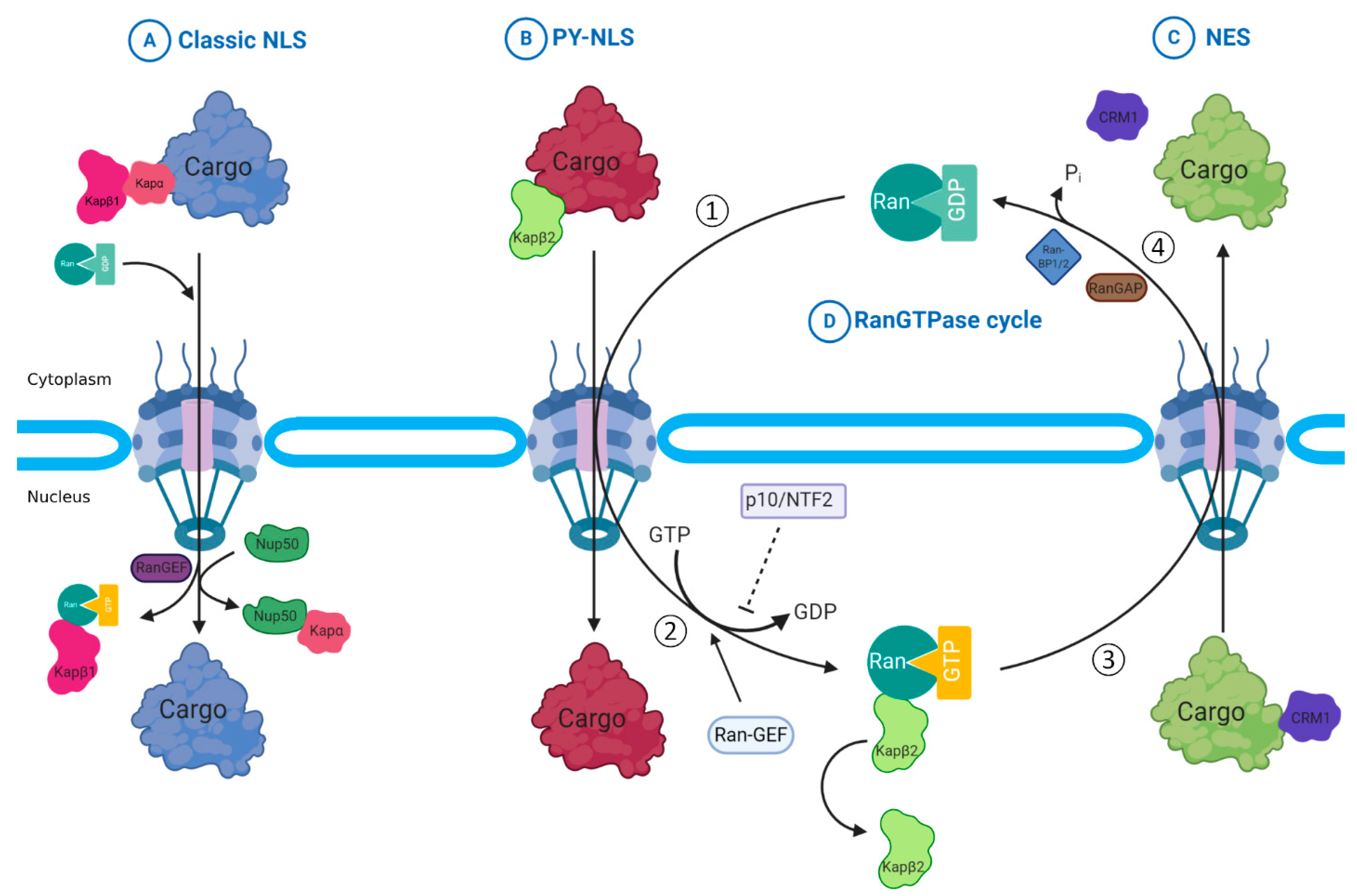 IJMS | Free Full-Text | Nucleocytoplasmic Transport: Regulatory Mechanisms  and the Implications in Neurodegeneration | HTML